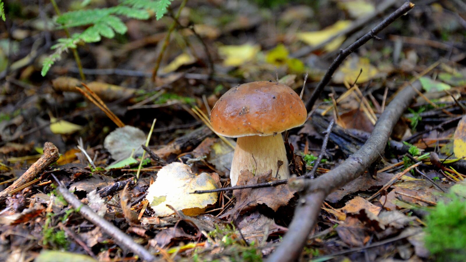 Nikon D5100 sample photo. Cep, forest, autumn photography