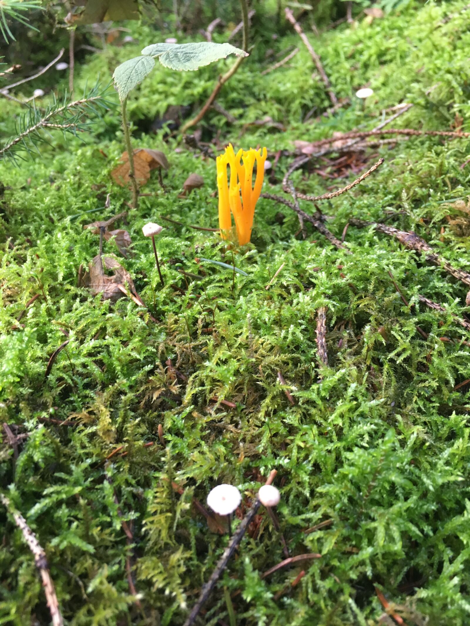 iPhone 6s back camera 4.15mm f/2.2 sample photo. Forest, moss, mushroom photography