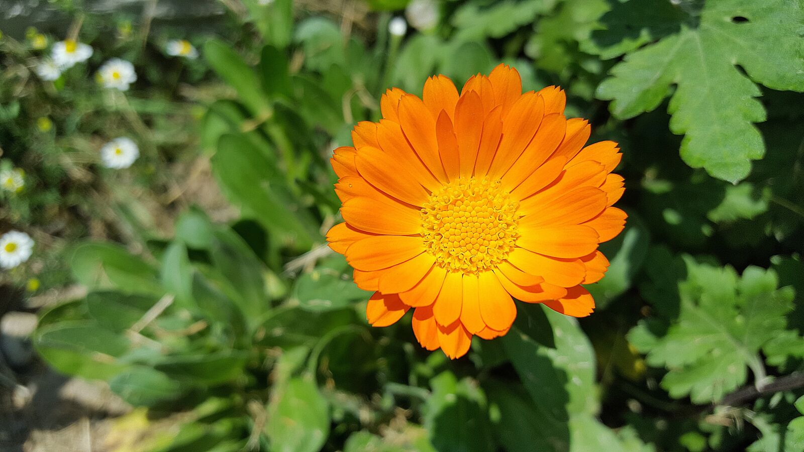 Samsung Galaxy S6 sample photo. Calendula, marigold, calendula officinalis photography