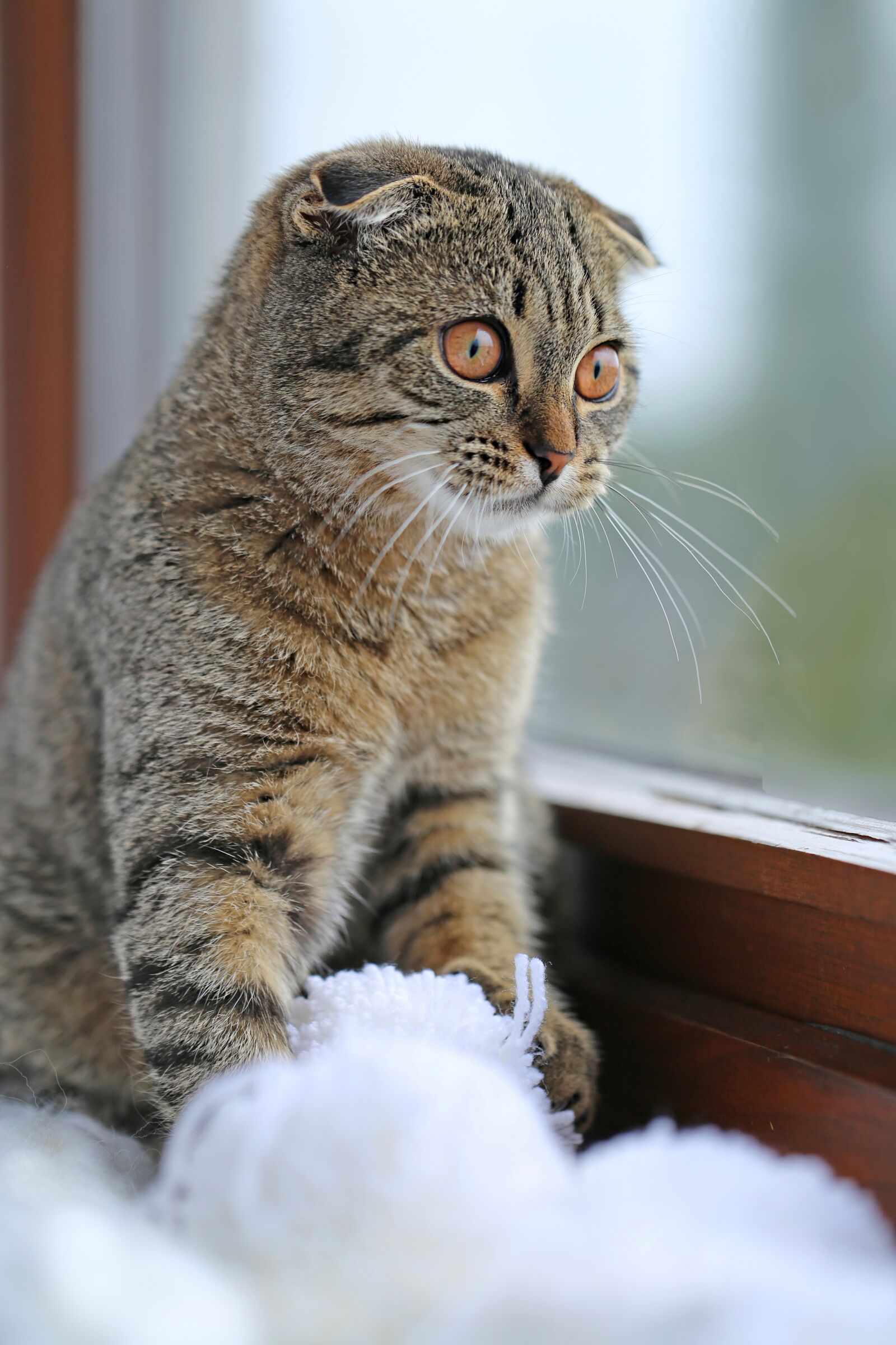 Canon EF 100mm F2.8L Macro IS USM sample photo. Cat, striped, scottish photography