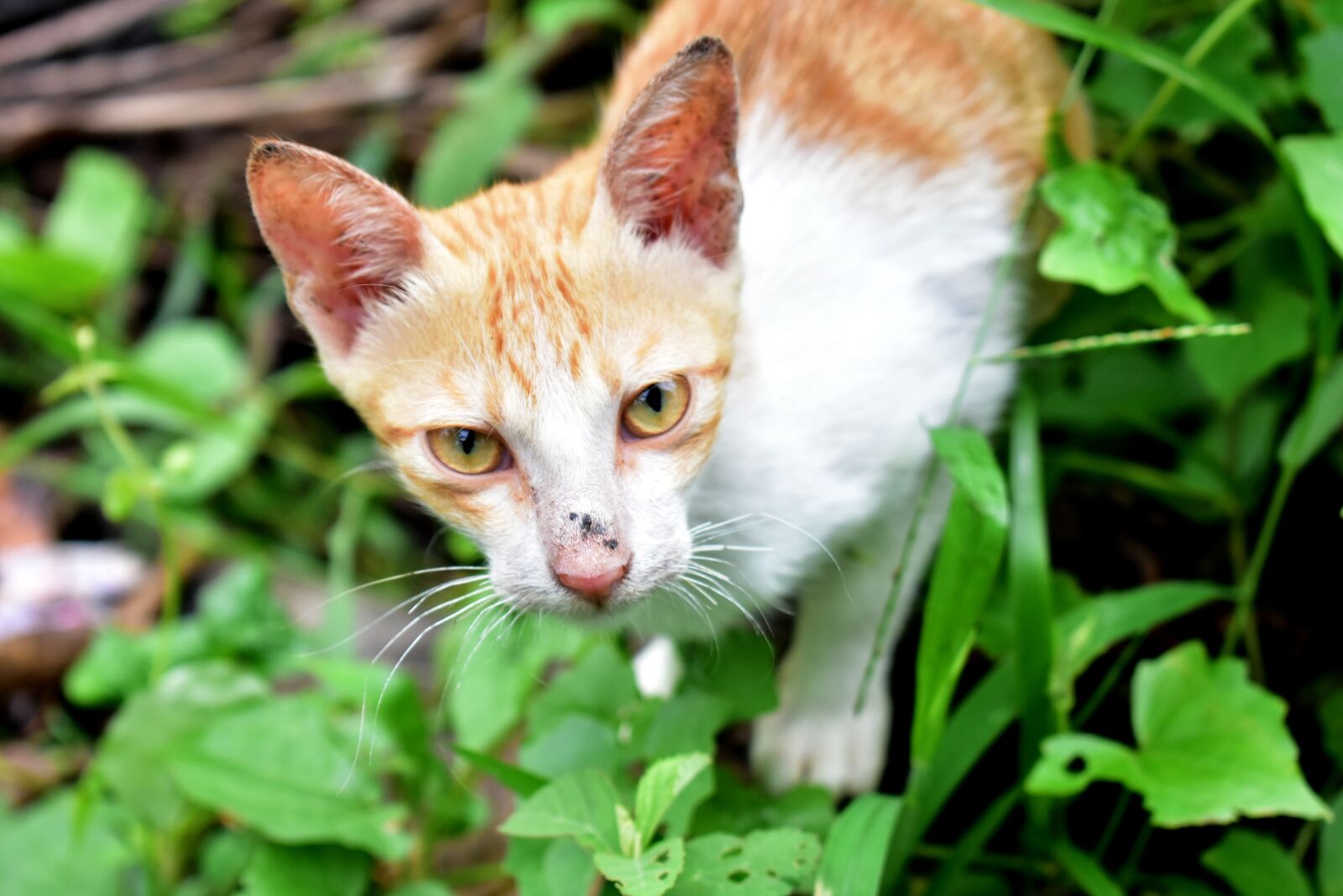 Nikon D3400 sample photo. Cat, animal, kitten photography