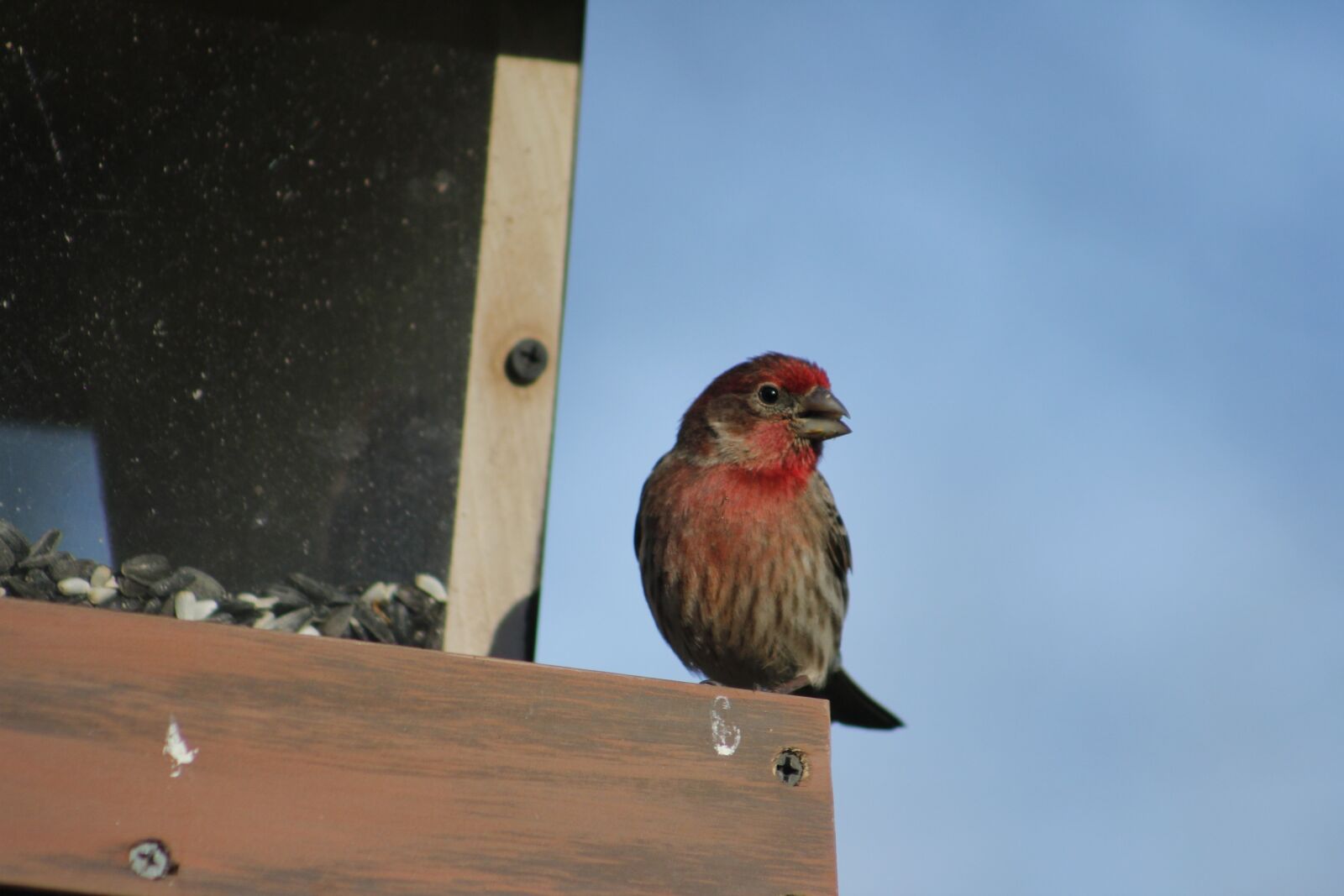 Canon EOS 550D (EOS Rebel T2i / EOS Kiss X4) sample photo. Bird, outdoors, nature photography