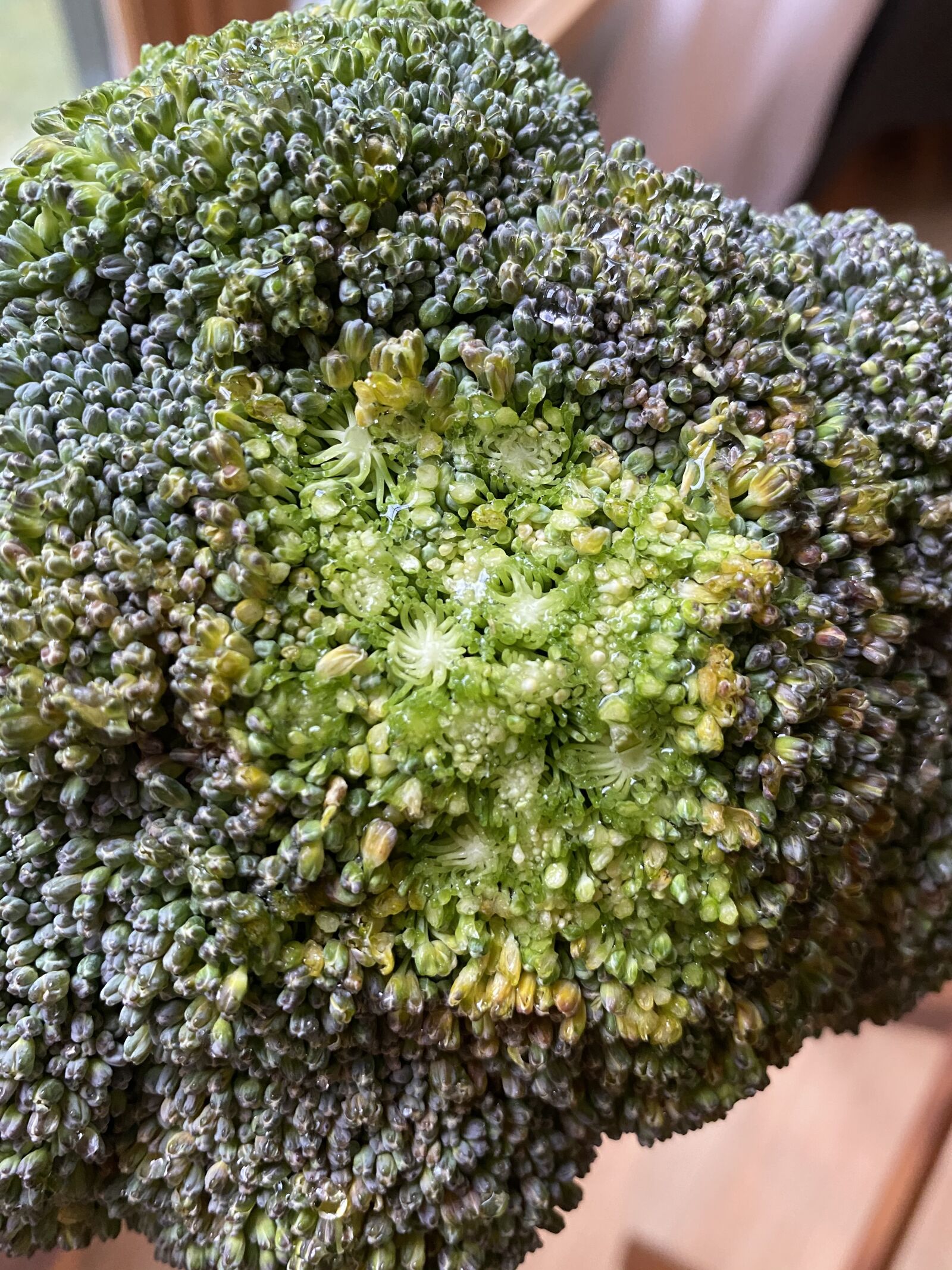 Apple iPhone 11 sample photo. Broccoli, vegetable, food photography