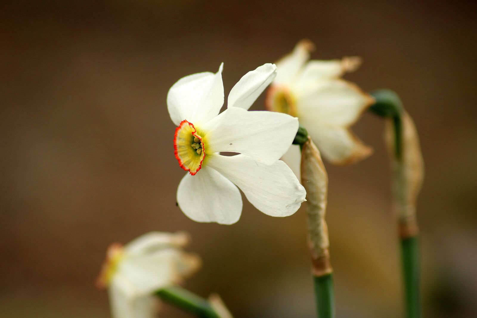 Canon EOS 1200D (EOS Rebel T5 / EOS Kiss X70 / EOS Hi) sample photo. Narcissus, spring flowers, spring photography
