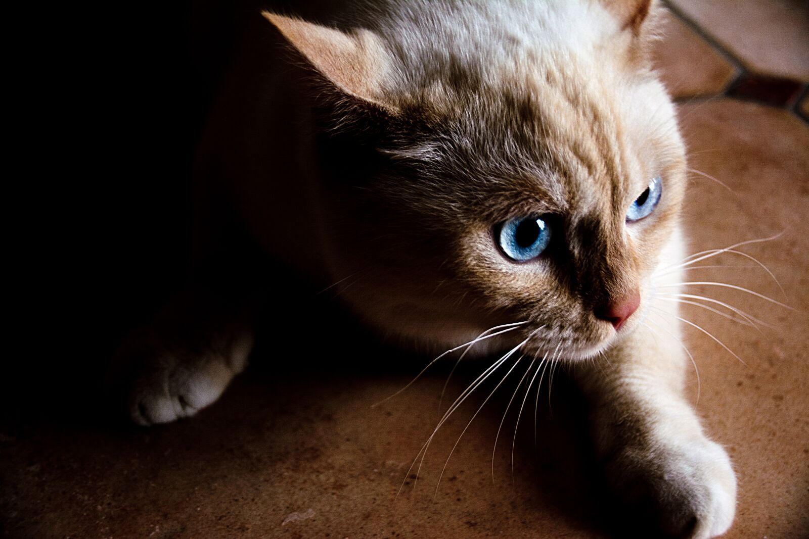 Nikon D5200 sample photo. Cat, white, blue eye photography