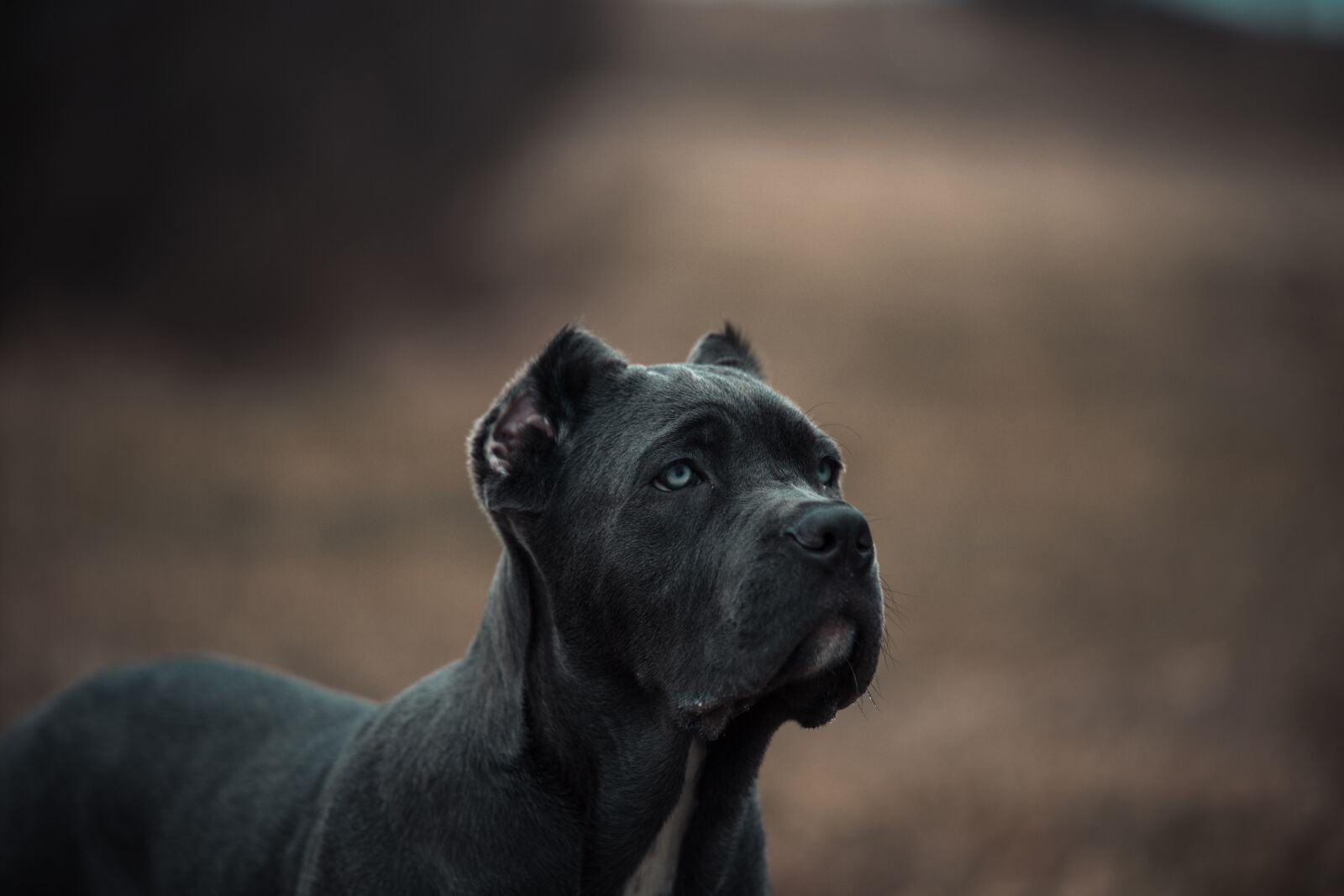 Canon EOS 6D sample photo. Bandog, puppy, blue eyes photography