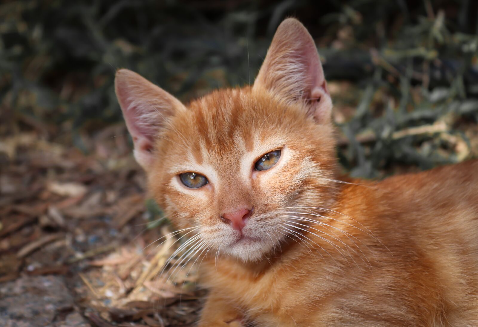Canon EOS 200D (EOS Rebel SL2 / EOS Kiss X9) sample photo. Cat, small, red photography