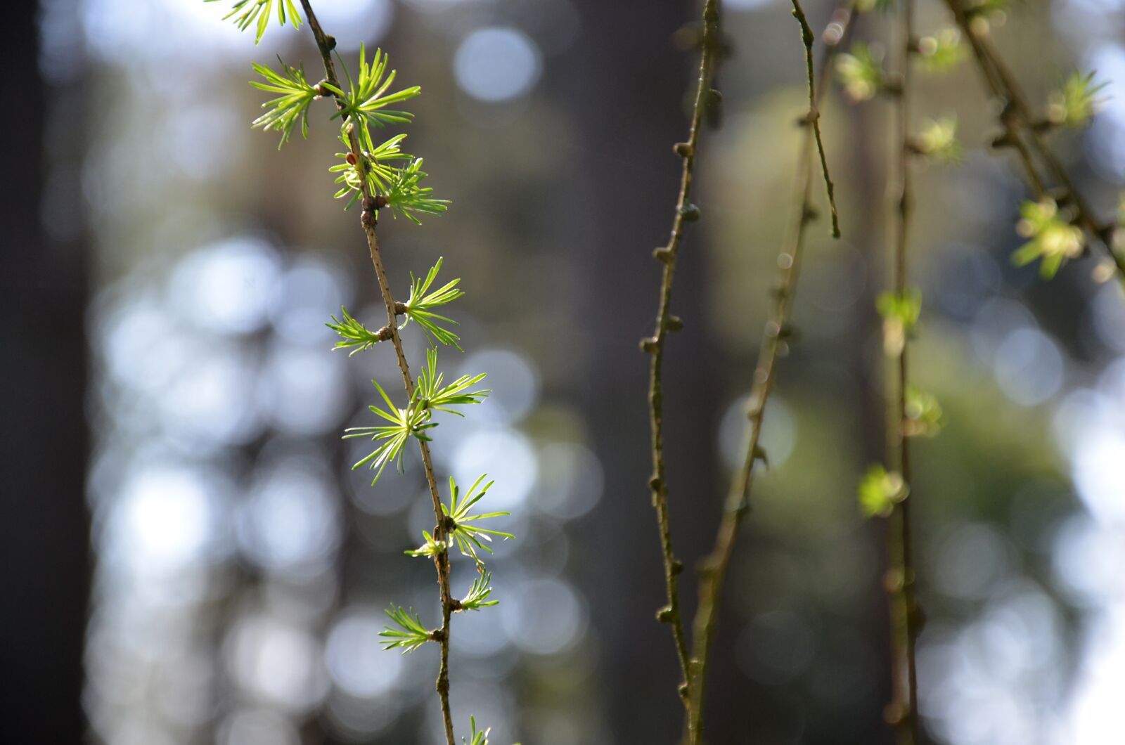 Nikon D5100 sample photo. Resinous, points, nature photography