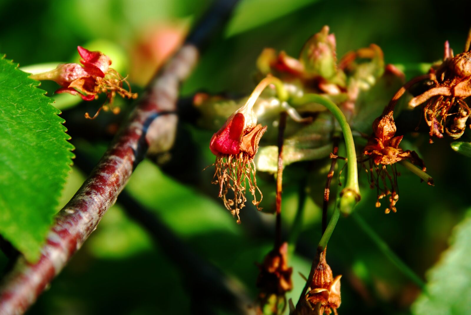 Nikon D80 sample photo. Cherry, cherry tree, tree photography