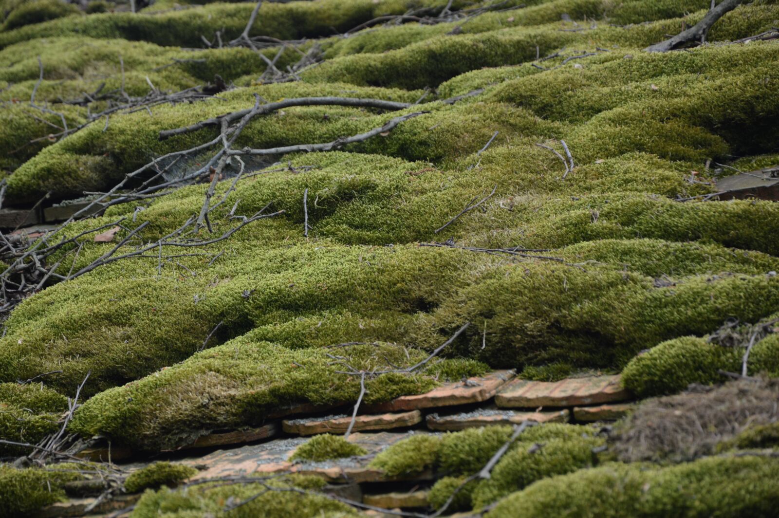 Nikon D3200 sample photo. Nature, roof, moss photography