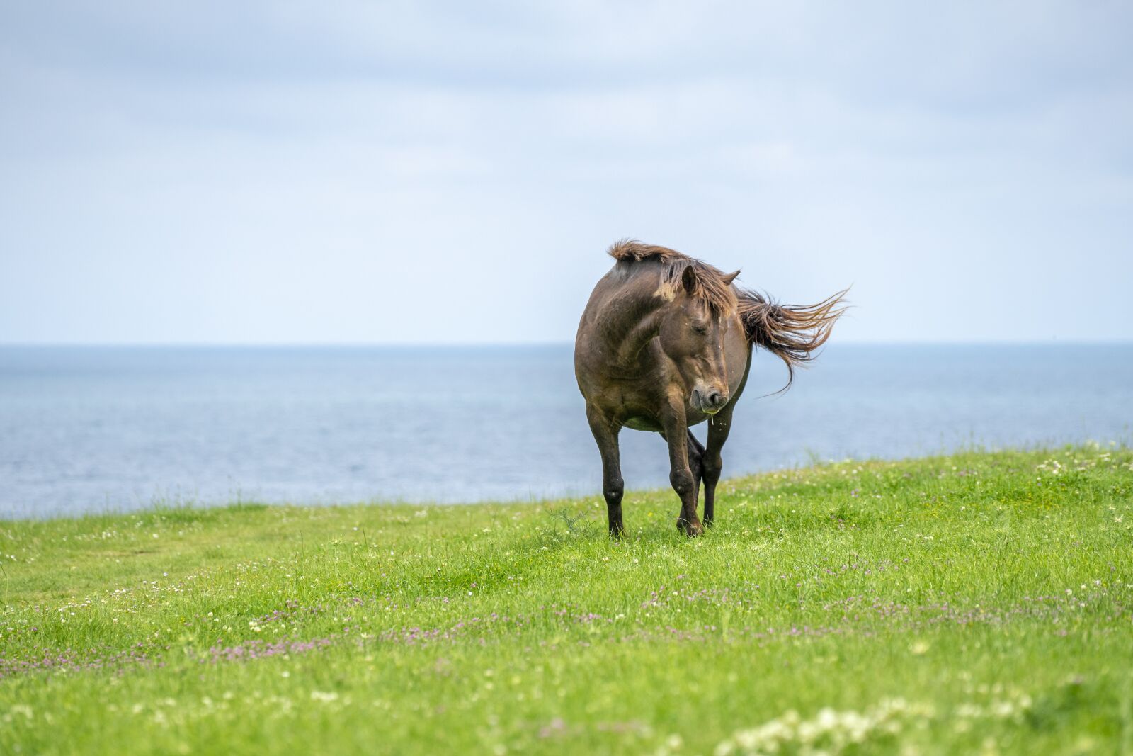 Sony a7 II + Sony FE 70-200mm F4 G OSS sample photo. Wild horse, horse, horses photography