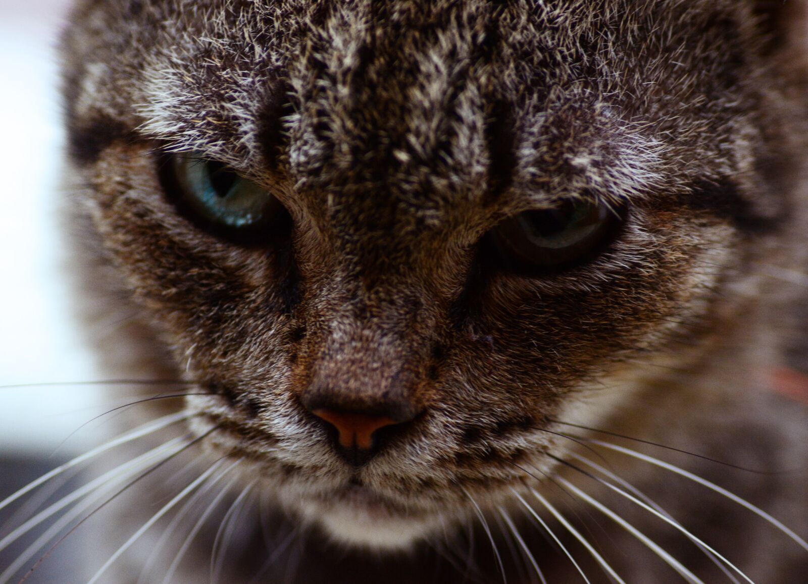 Nikon D5200 sample photo. Cat, animal, mammal photography