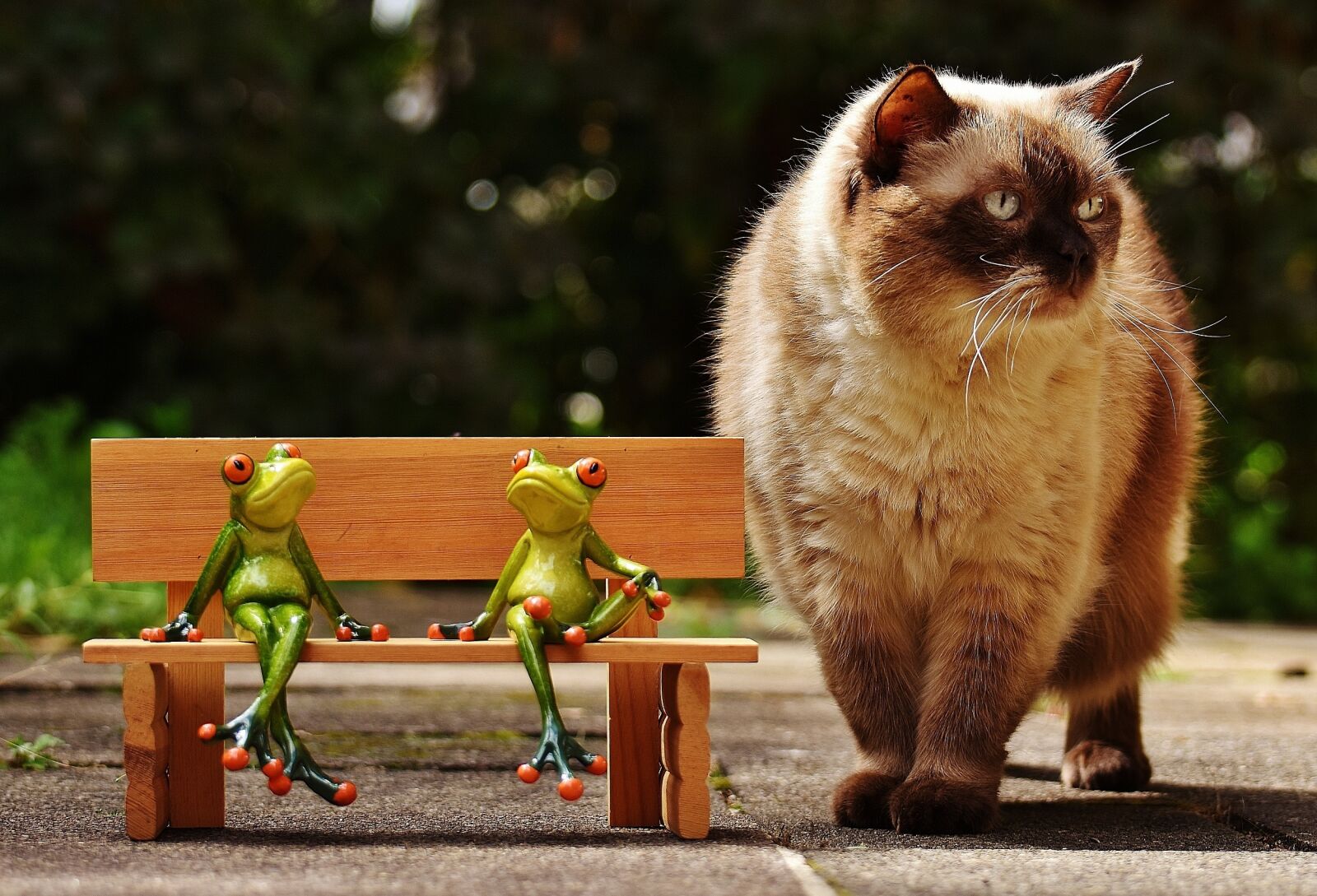 Nikon D7200 sample photo. Friends, sit, frogs photography
