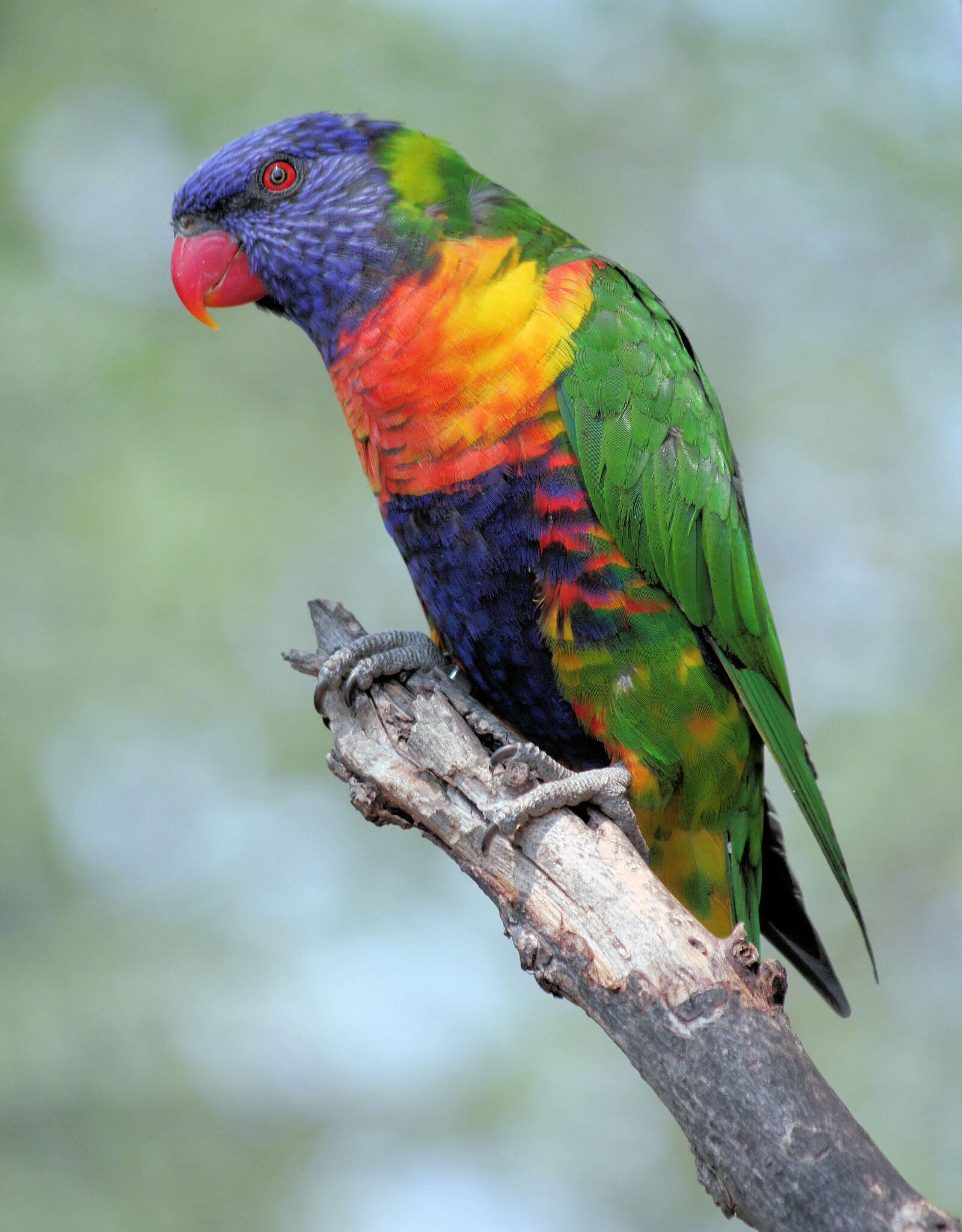 Canon EOS 550D (EOS Rebel T2i / EOS Kiss X4) sample photo. Parrot, lori, variegated photography