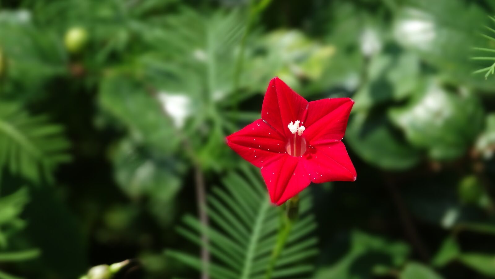 Sony Cyber-shot DSC-HX300 sample photo. Flower, red, bloom photography