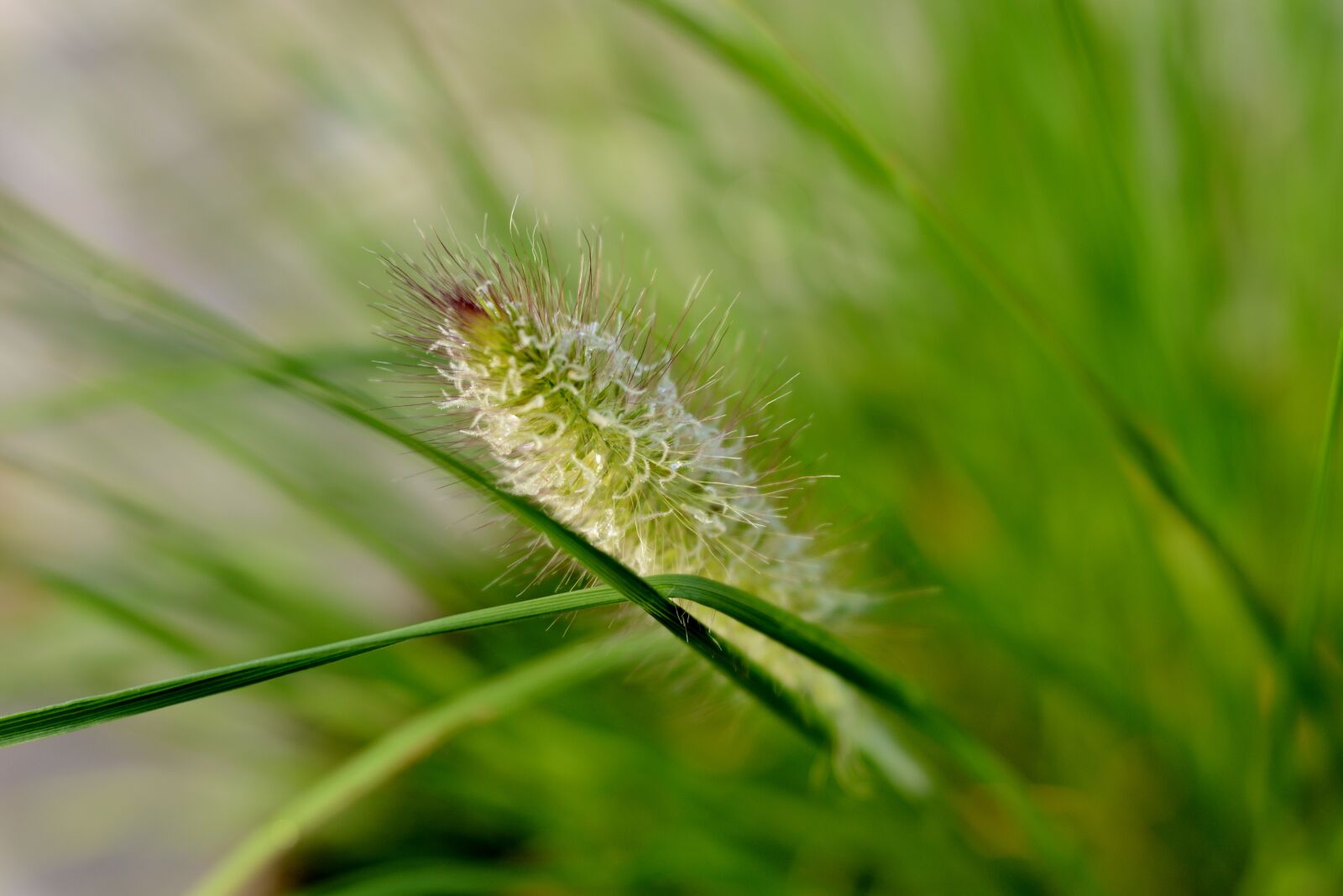Nikon D600 sample photo. Ornamental grass, grass, nature photography