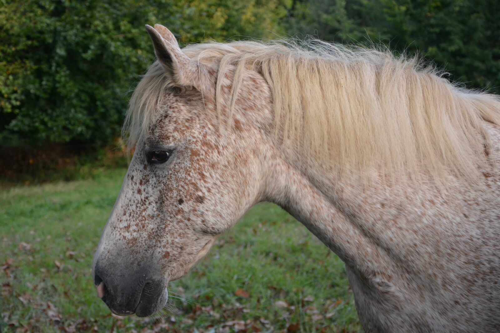 Nikon D5200 sample photo. Horse, mare, white photography