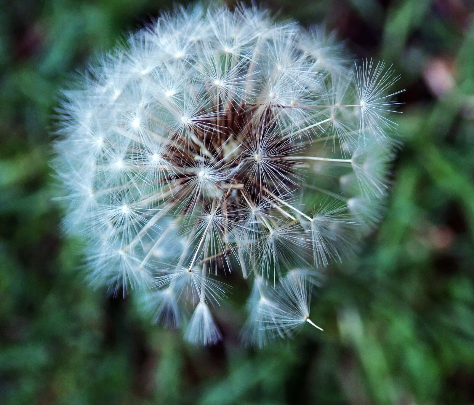 Olympus TG-5 sample photo. Dandelion, seed, garden photography