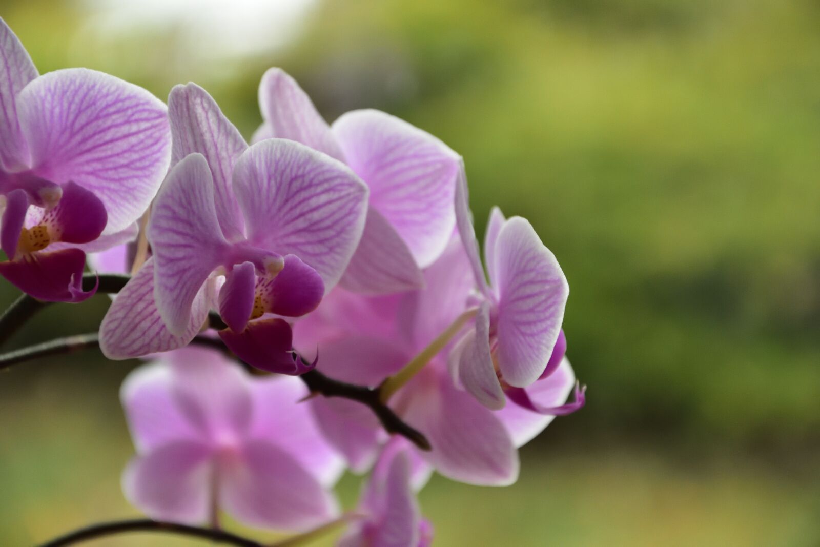 Nikon D3400 sample photo. Orchid, flower, pink photography