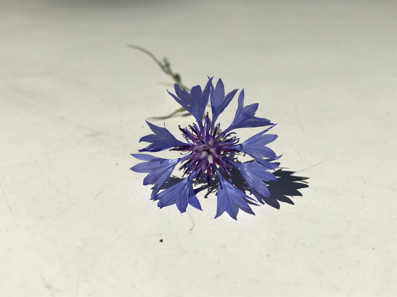 iPhone 7 back camera 3.99mm f/1.8 sample photo. Cornflower, blue, blossom photography