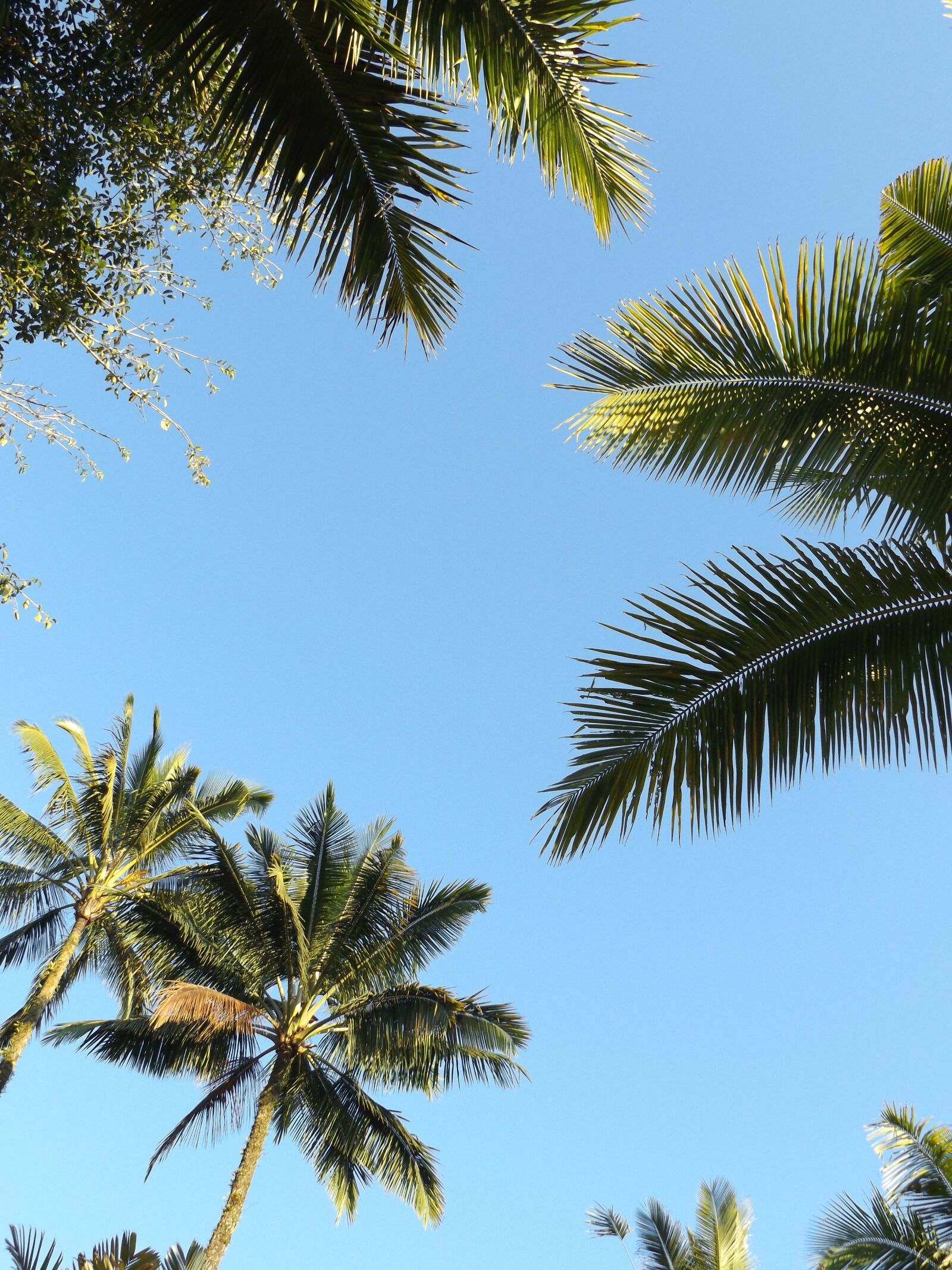 Fujifilm FinePix S8600 sample photo. Palm trees, sky, blue photography