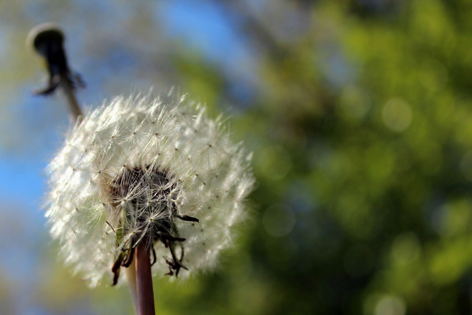 Canon EOS 600D (Rebel EOS T3i / EOS Kiss X5) sample photo. Dandelion, overblown, nature photography