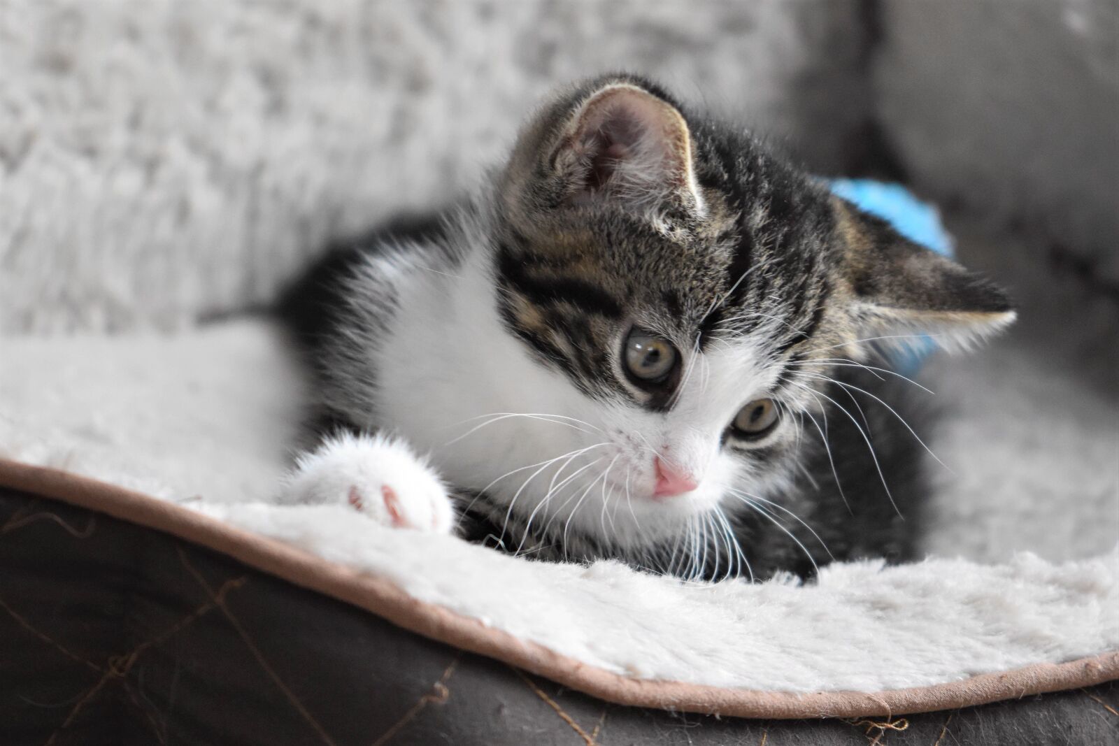 Nikon D5600 sample photo. Cat, kitten, pet photography