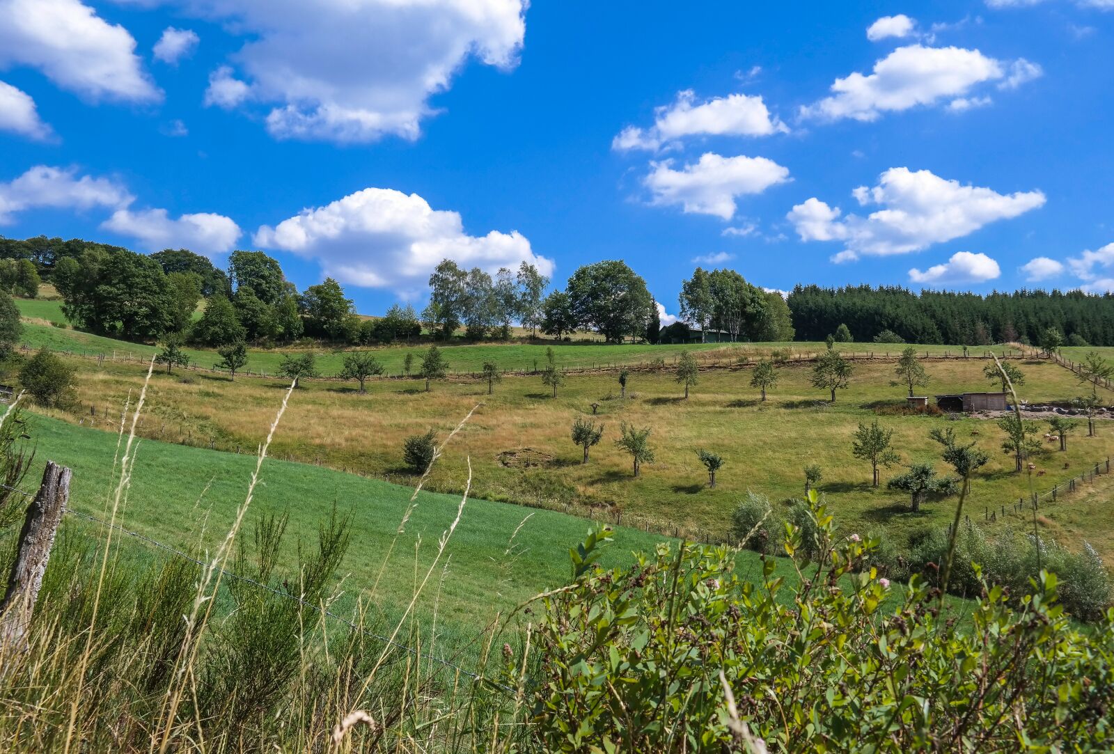 Samsung NX300 sample photo. Trees, meadow, field photography