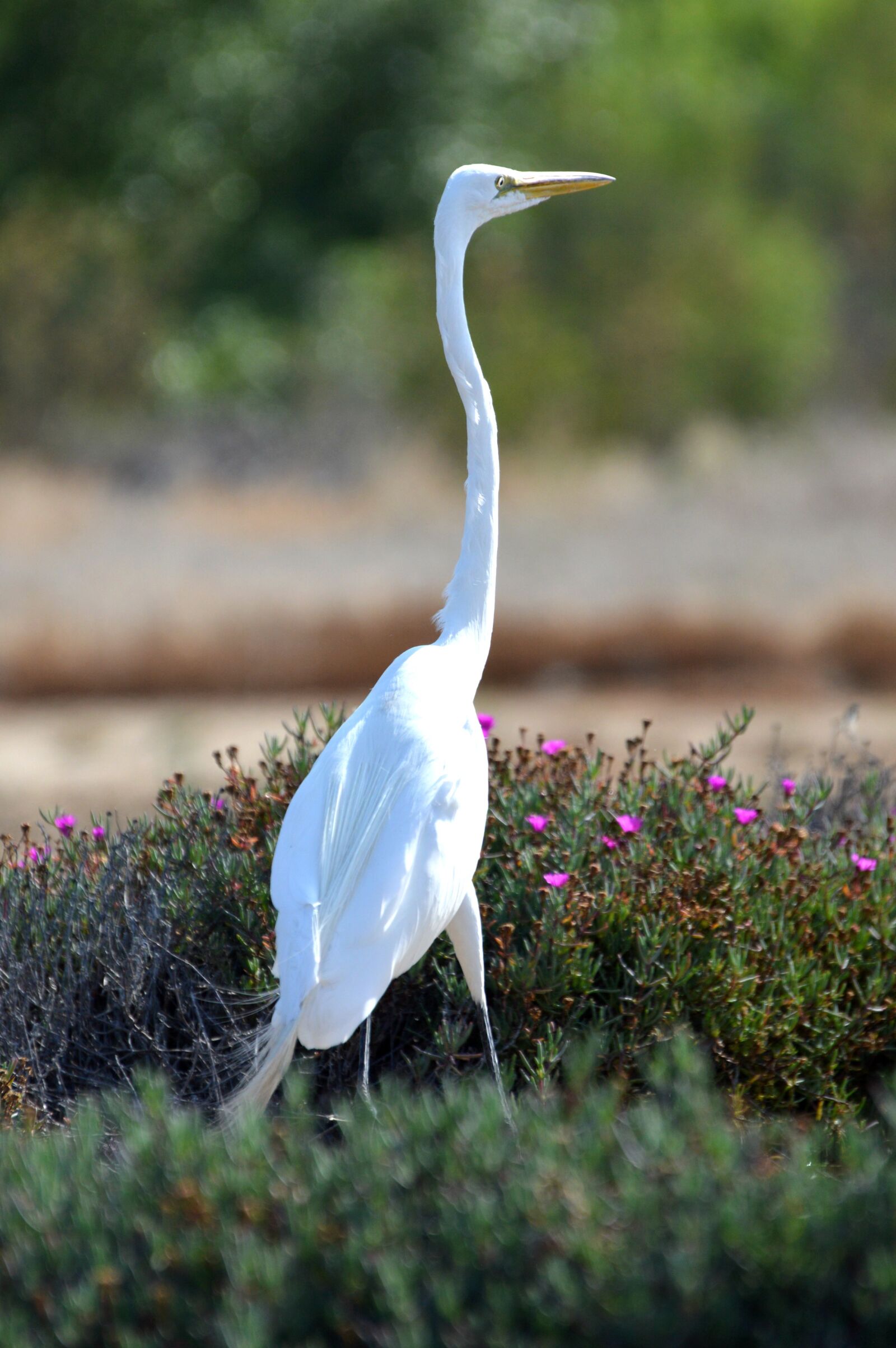 Nikon D3200 sample photo. Egret, bird, feathers photography