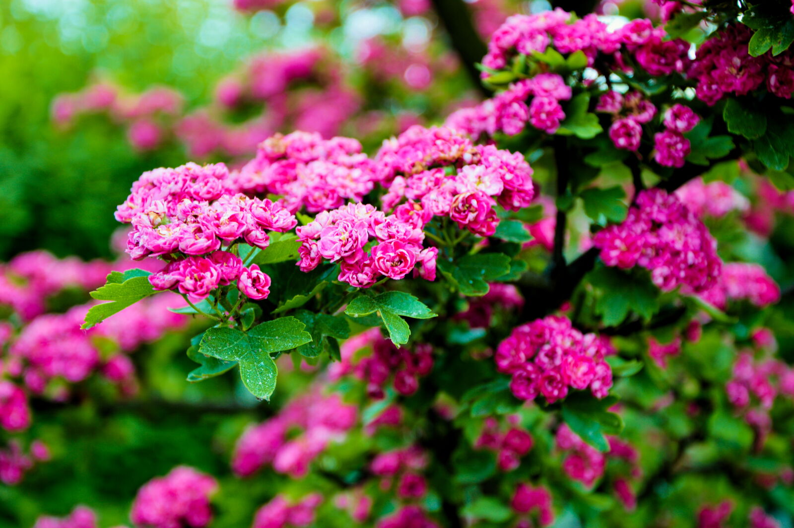 Nikon D3200 sample photo