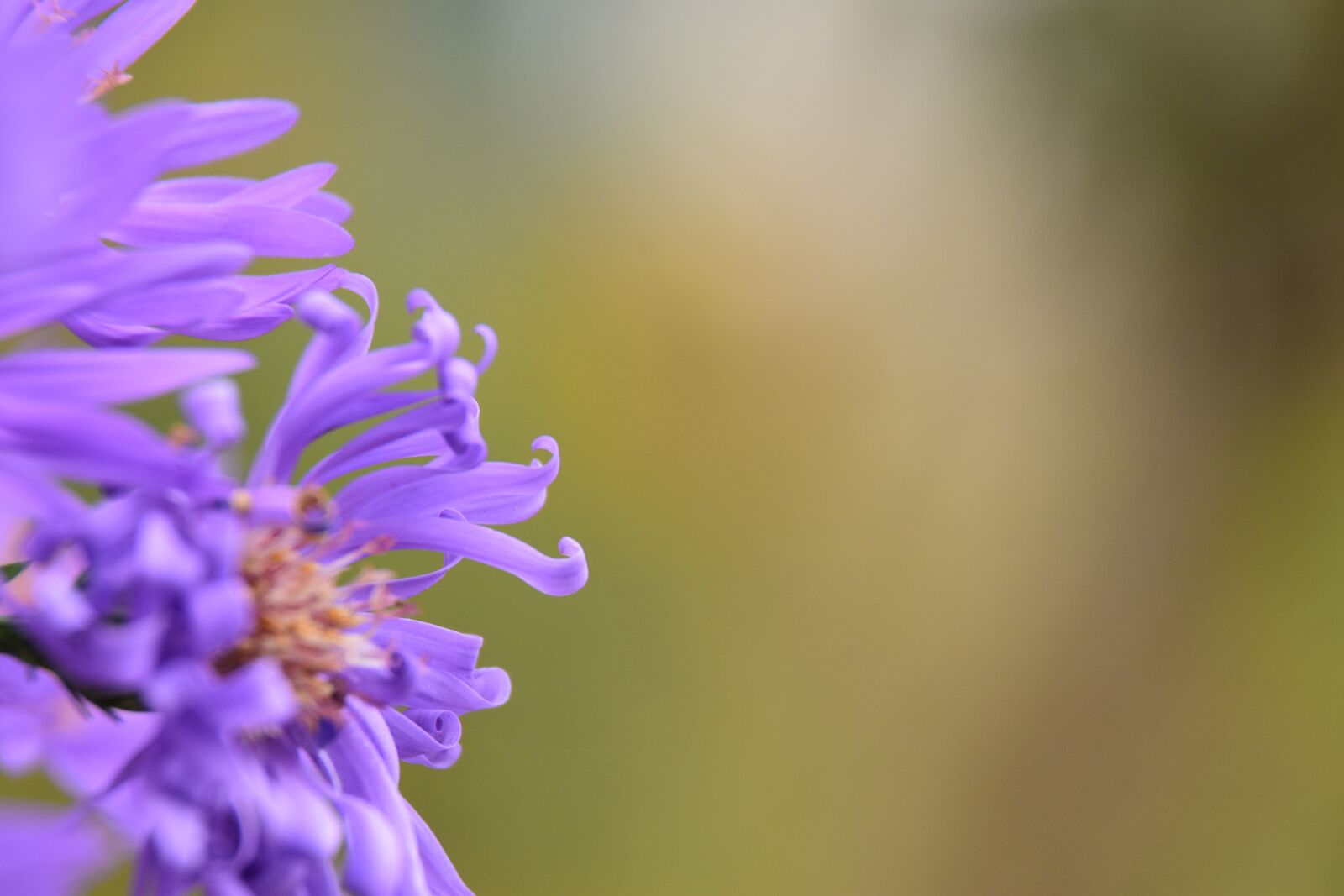 Nikon D5600 sample photo. Flower, purple, cantabrica photography