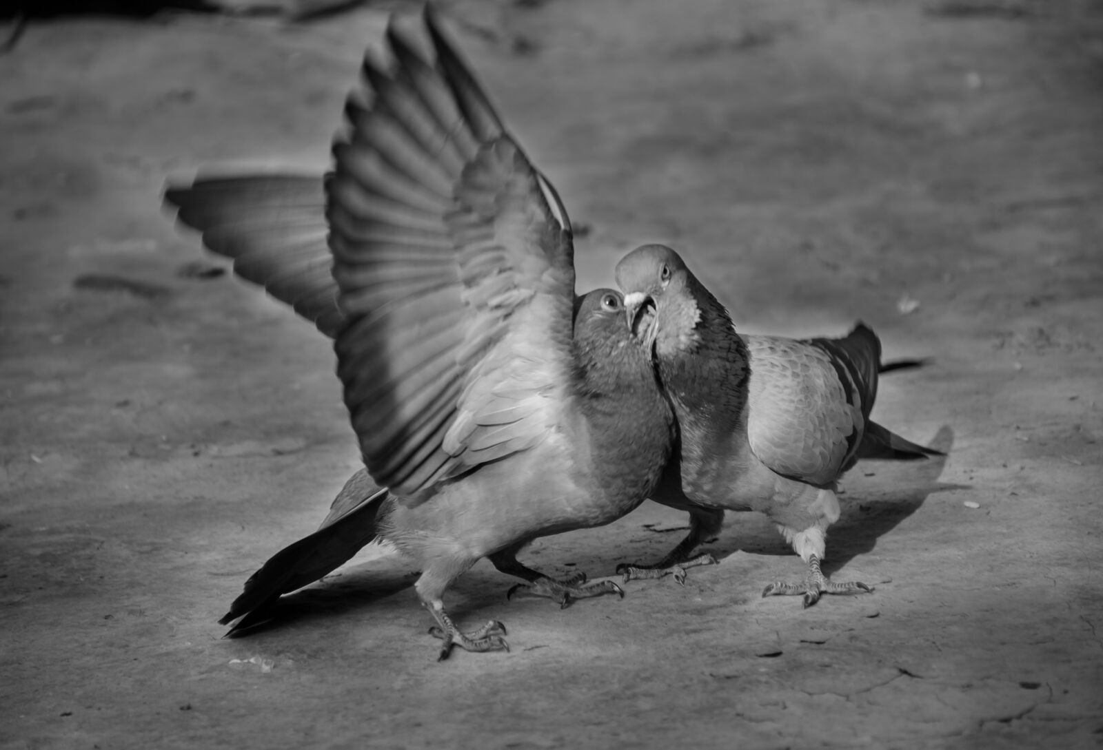 Nikon D7000 sample photo. Loves, birds, penguin photography