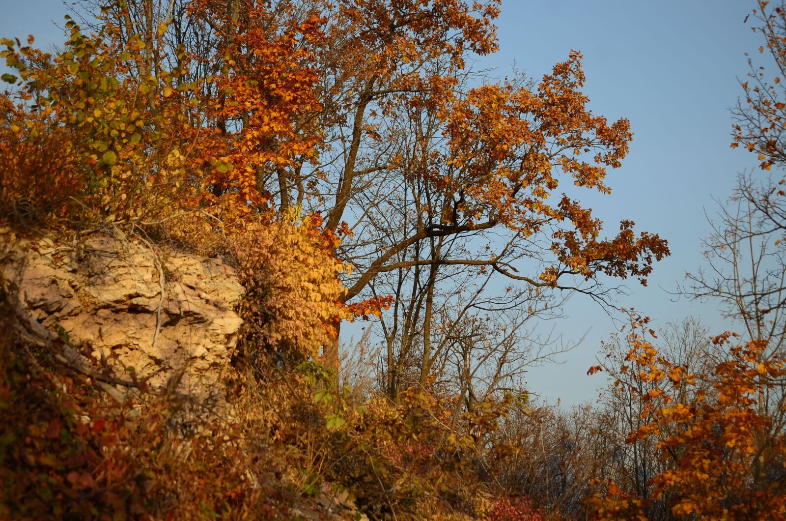Nikon D5100 sample photo. Autumn, tree, yellow photography