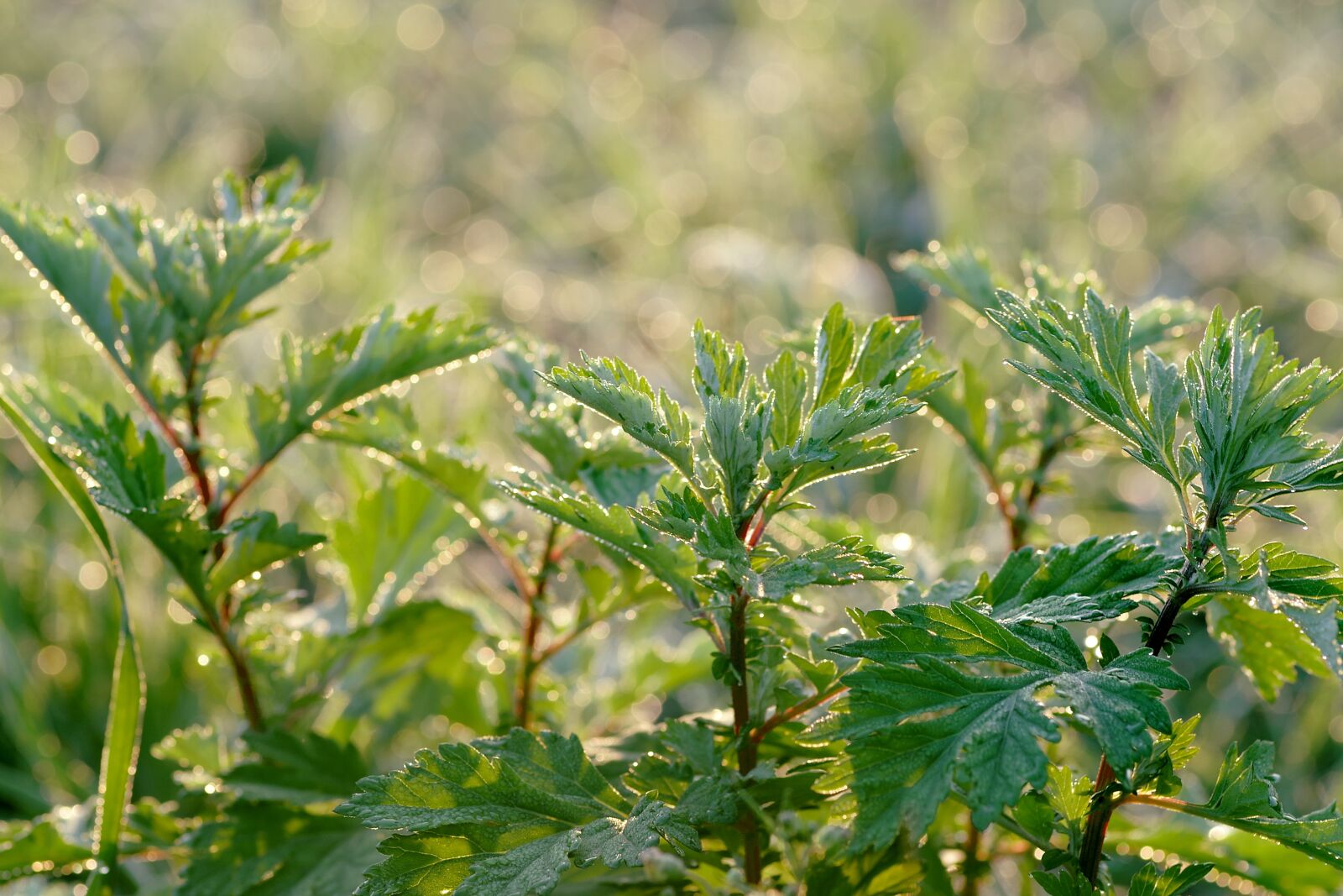Pentax K-S2 sample photo. Plants, herb, juicy grass photography