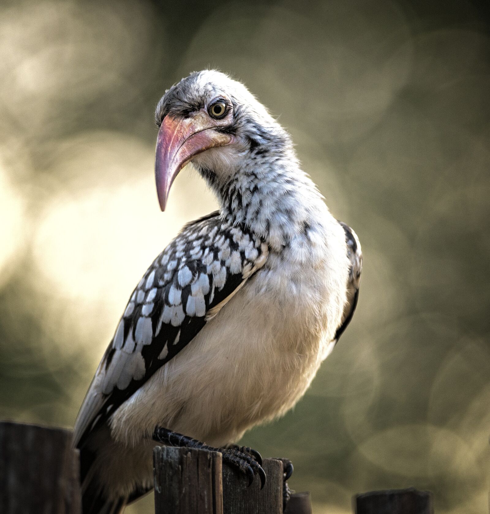 Nikon D750 sample photo. Hornbill, close, eyes photography