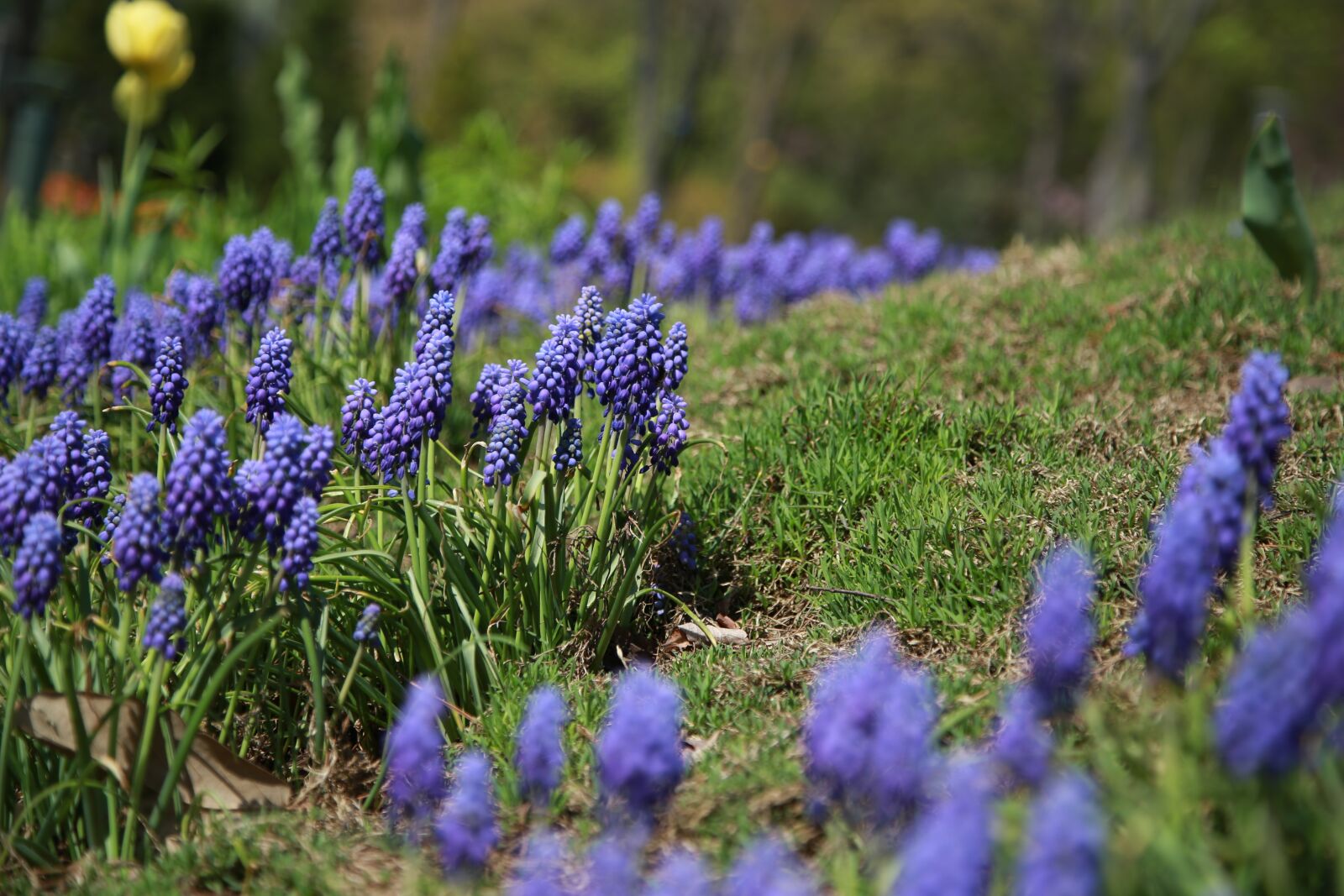 Canon EOS 6D + Canon EF 24-105mm F4L IS USM sample photo. Muscat and, hyacinth, wildflower photography