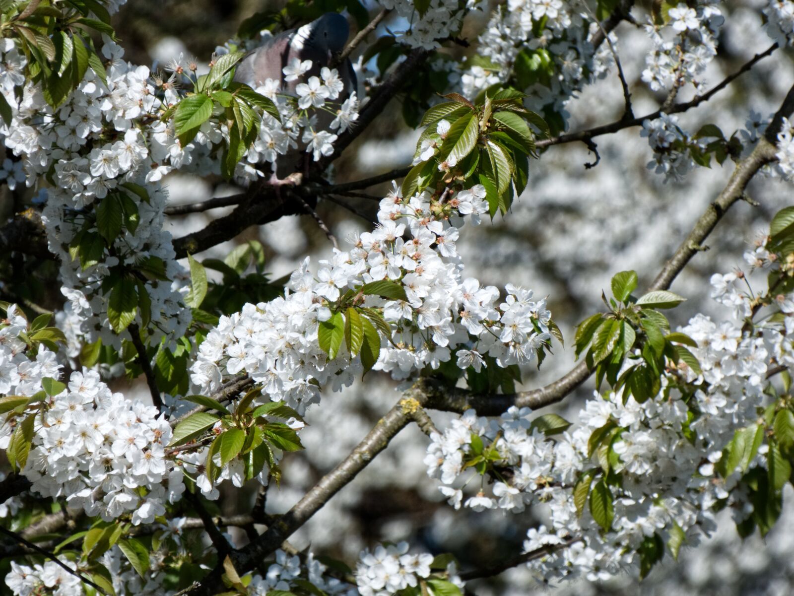 Panasonic Lumix DC-FZ80 (Lumix DC-FZ82) sample photo. Tree, cherry, cherry blossoms photography