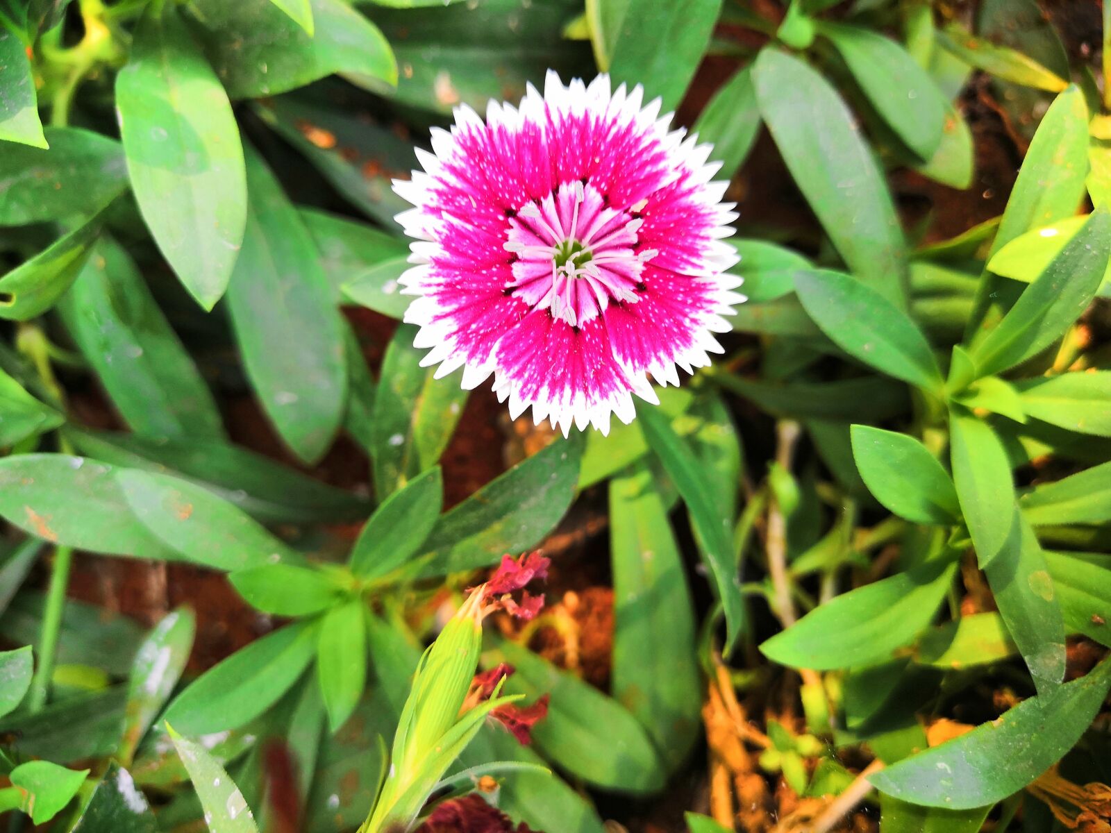 HUAWEI Honor 10 sample photo. Flower, mid-autumn festival, nature photography