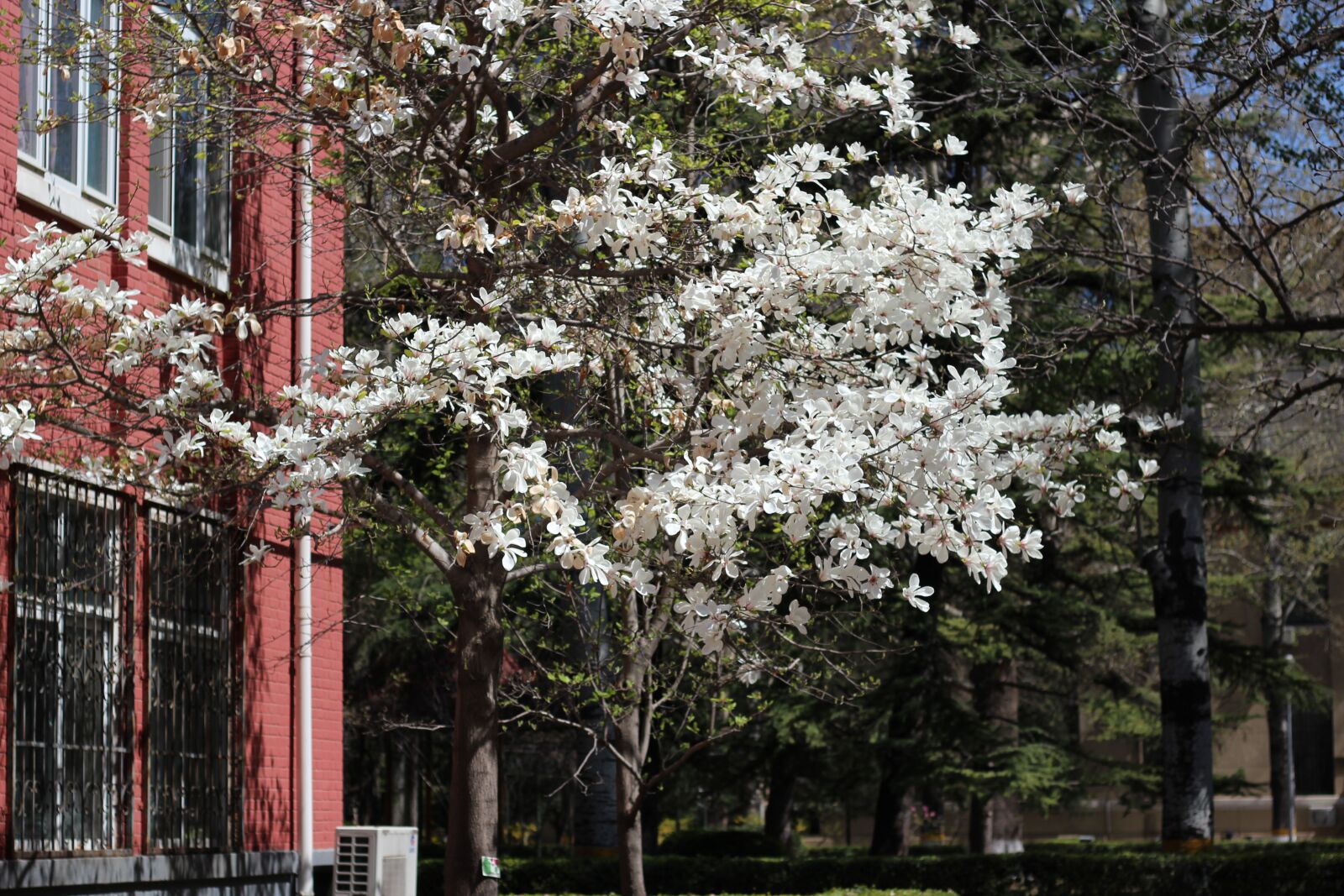 Canon EOS 600D (Rebel EOS T3i / EOS Kiss X5) + Canon EF 50mm F1.8 STM sample photo. Magnolia, spring, magnolia tree photography