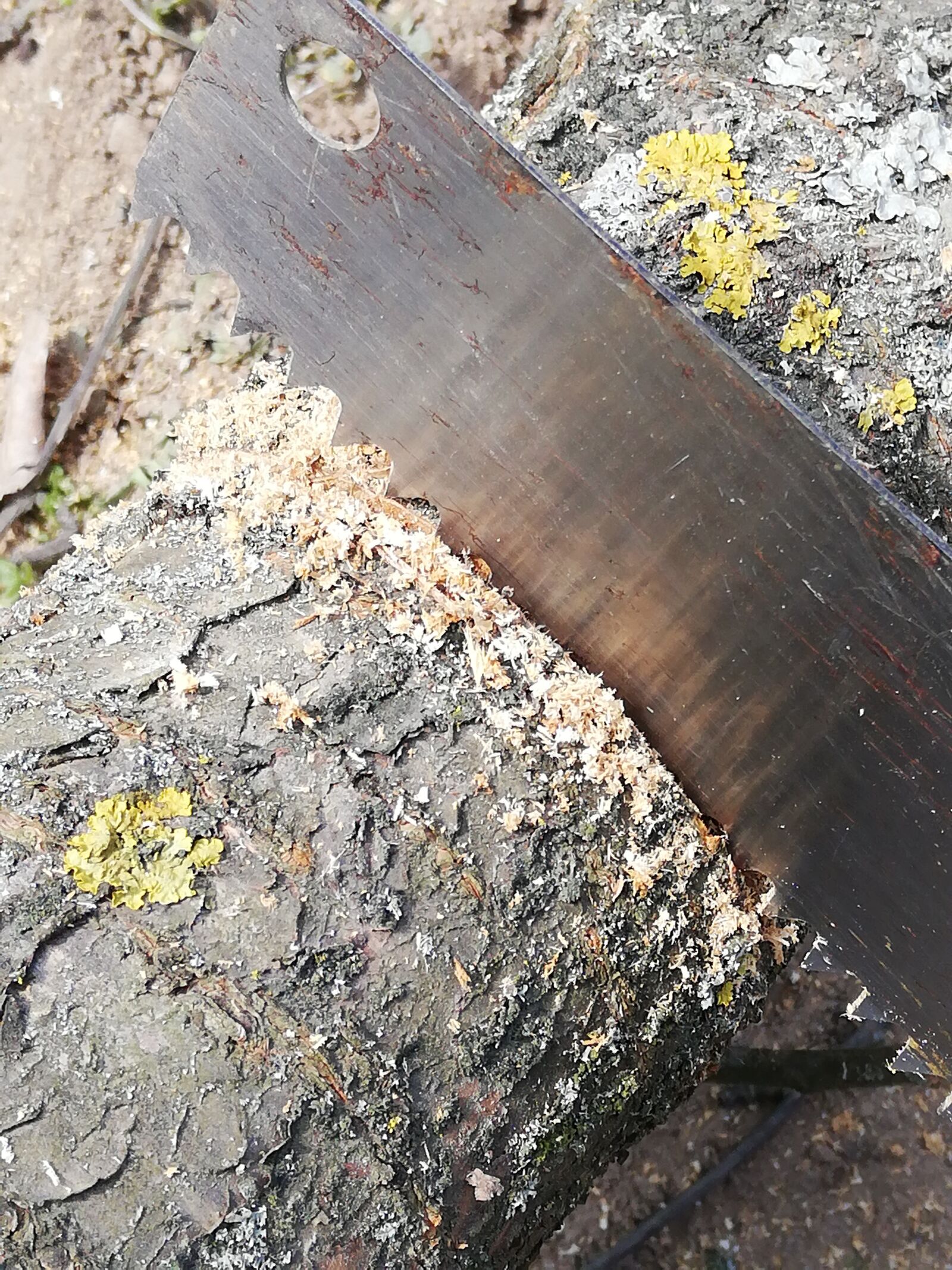 HUAWEI P20 lite sample photo. Tree, saw, day photography