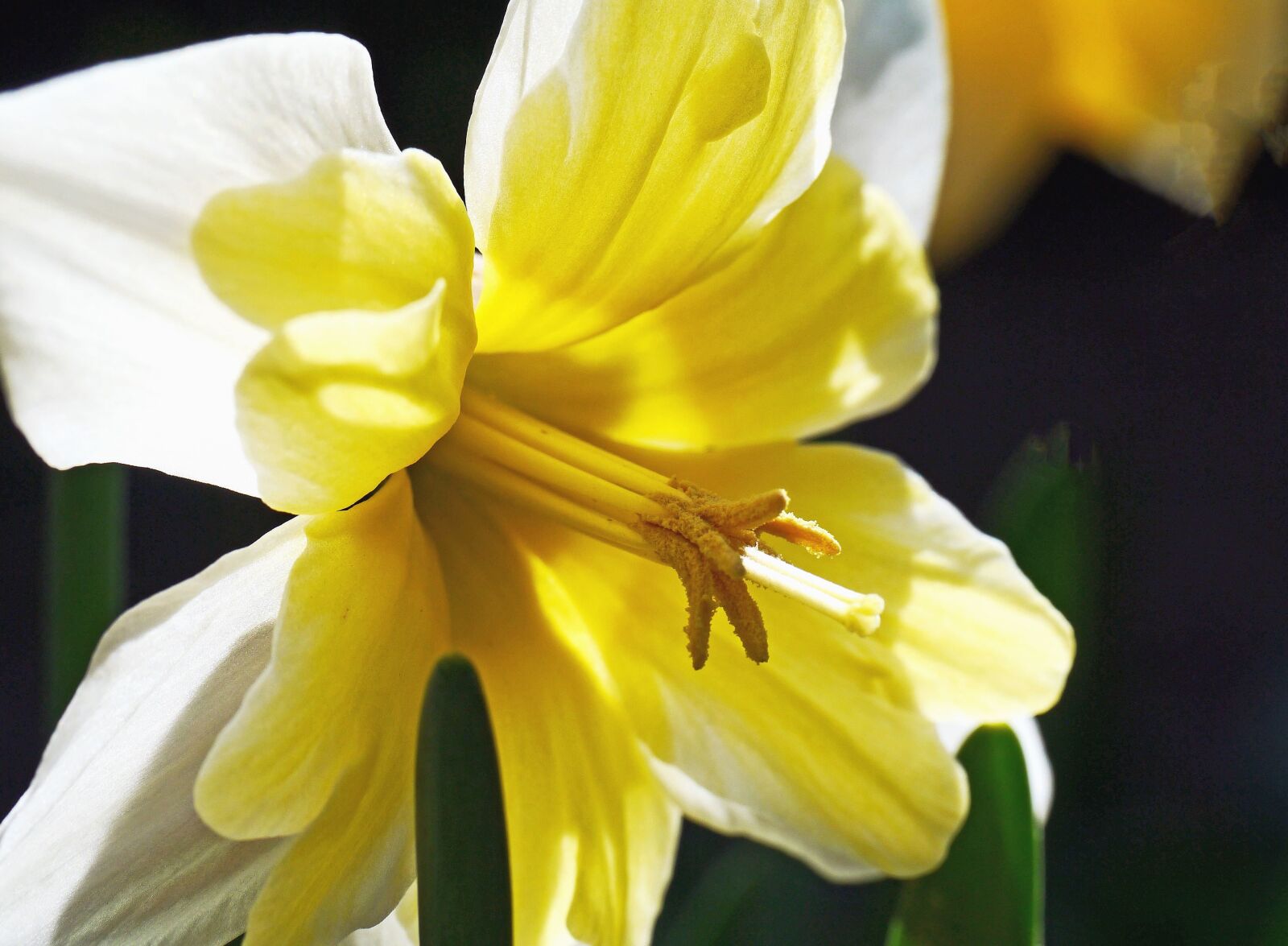 Panasonic Lumix DMC-G3 sample photo. Daffodil, flower, petal, pistil photography