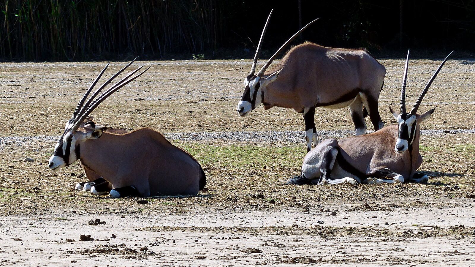 Panasonic Lumix DMC-FZ200 sample photo. Animals, oryx, nature photography