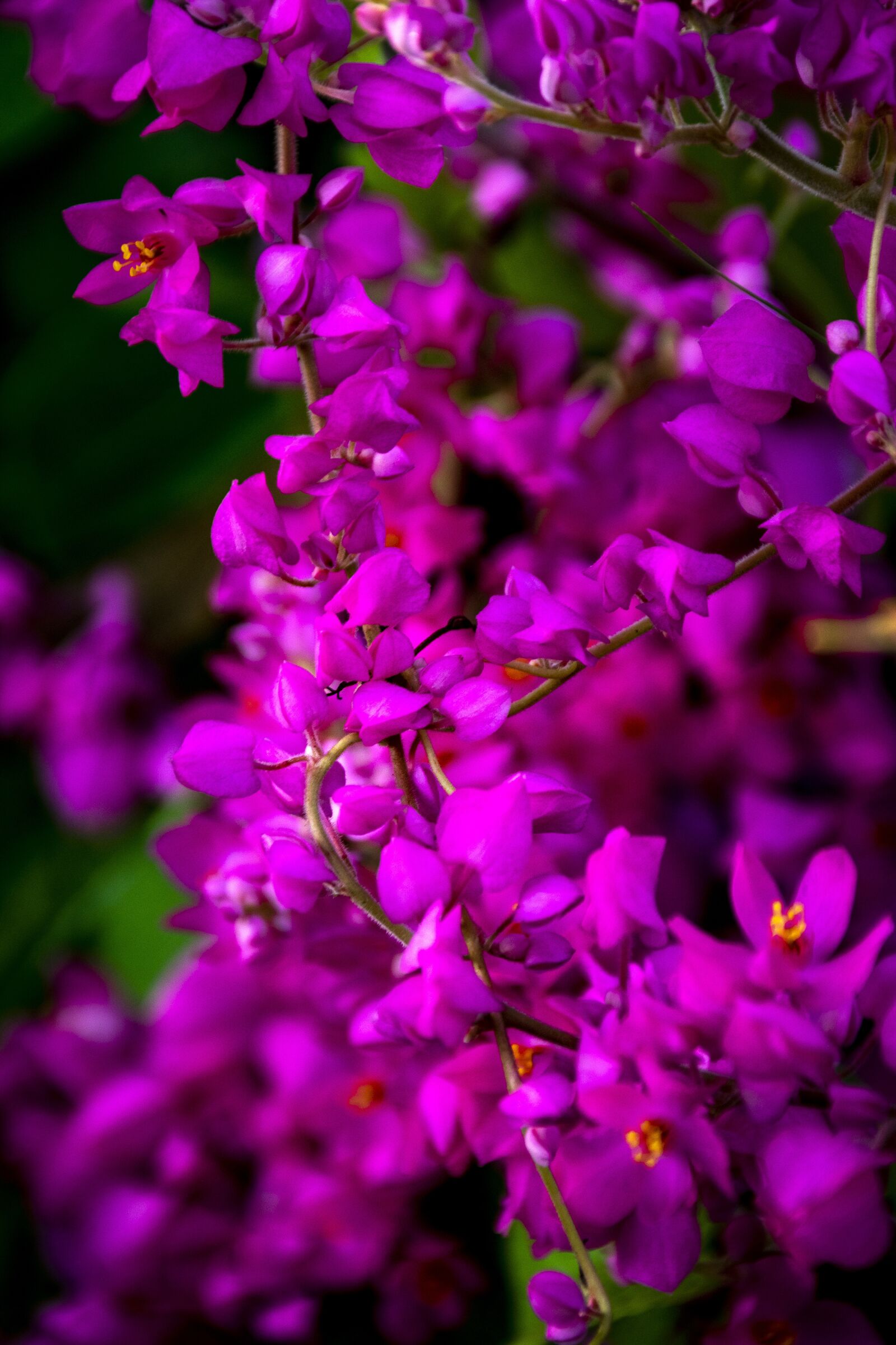 Nikon D5300 sample photo. Pink, beauty, flora photography
