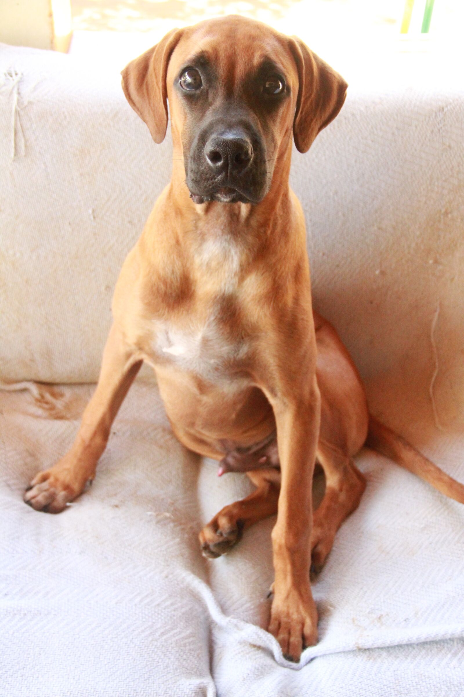 Canon EOS 7D sample photo. Dog, brazilian row, couch photography