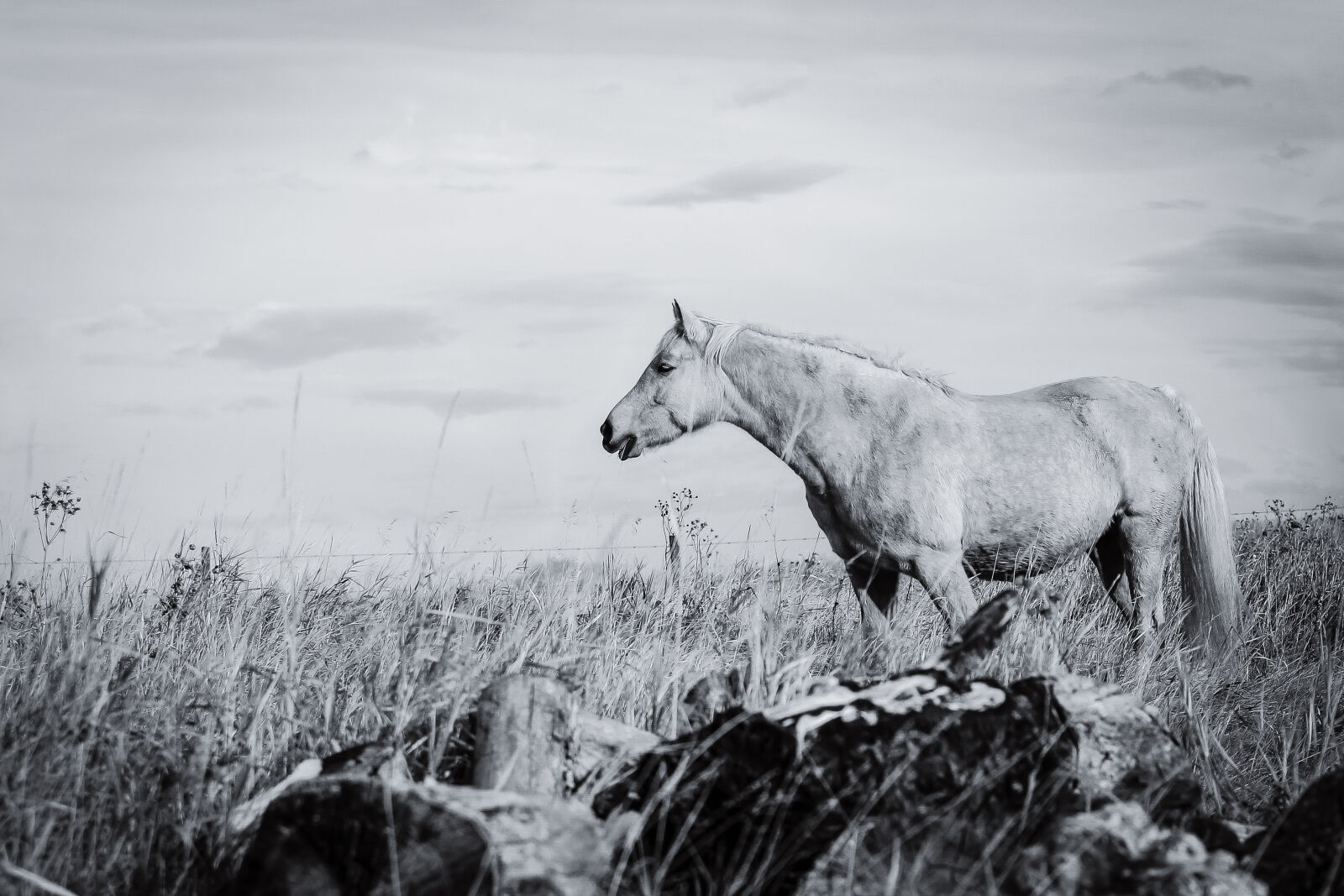 Canon EF 70-200mm F2.8L USM sample photo. Horse photography