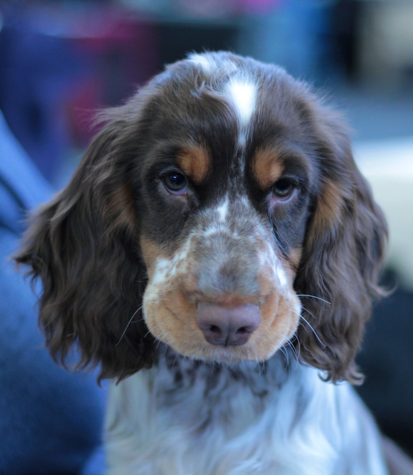 Canon EOS 600D (Rebel EOS T3i / EOS Kiss X5) + Canon EF 50mm F1.8 STM sample photo. Puppy, dogshow, dog photography
