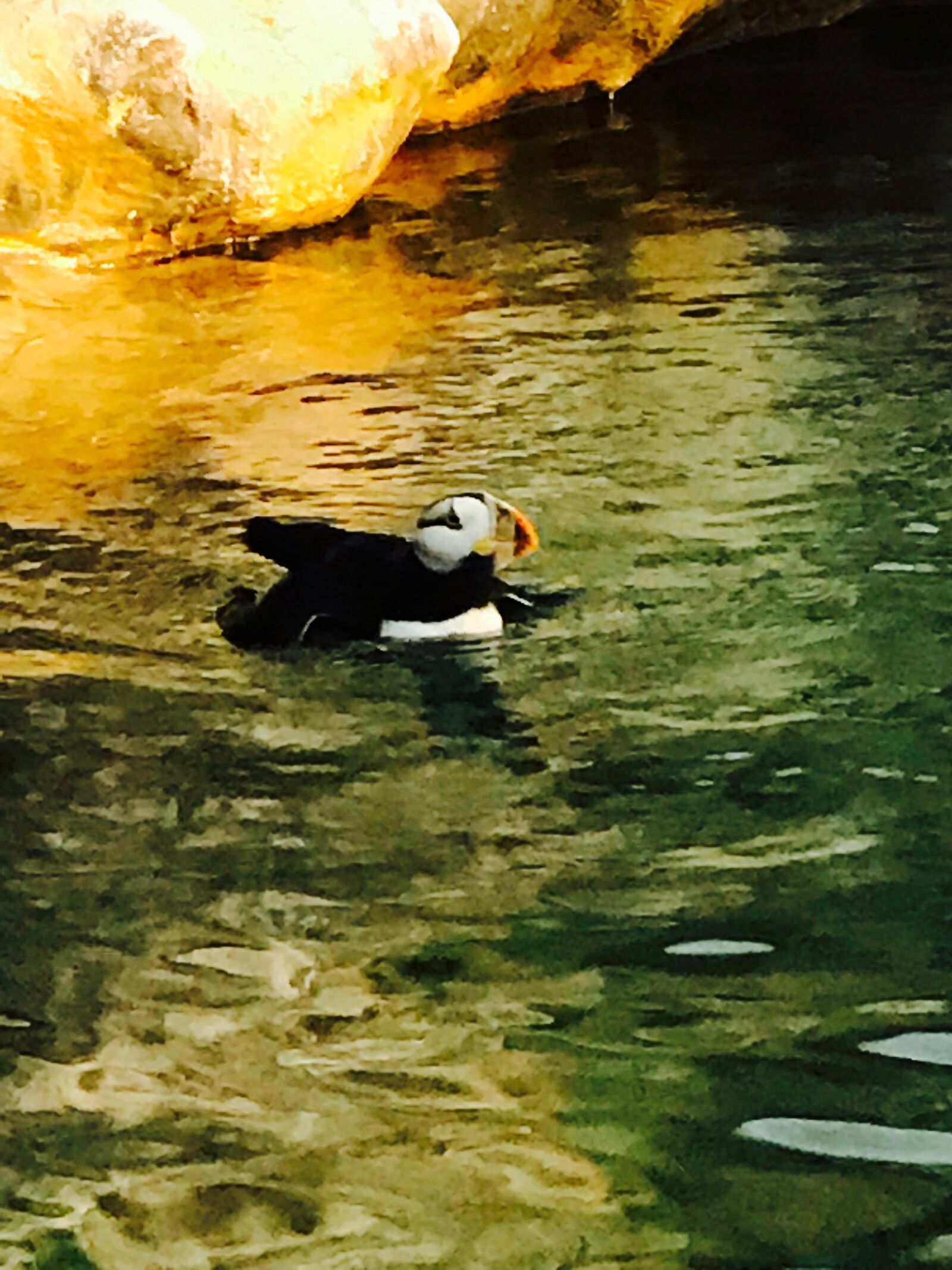 iPhone 7 back camera 3.99mm f/1.8 sample photo. Penguin, zoo photography