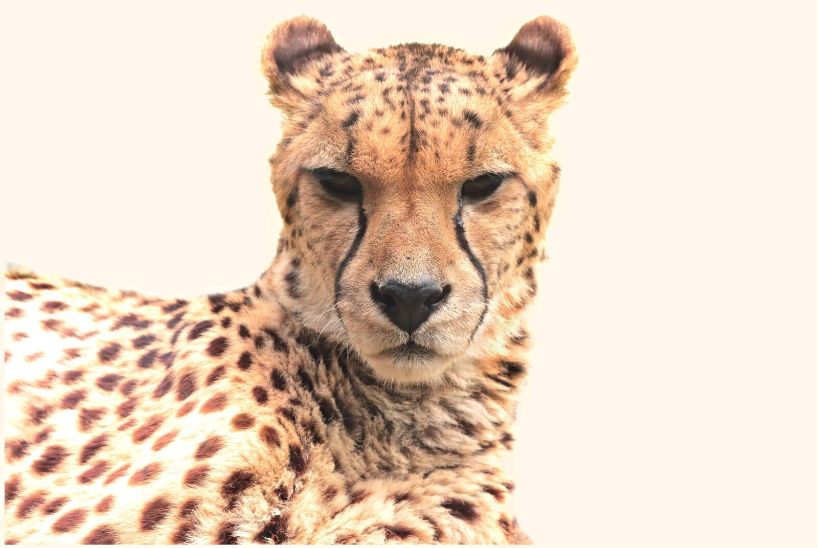 Canon EOS 80D sample photo. Wild, wild cat, wildlife photography