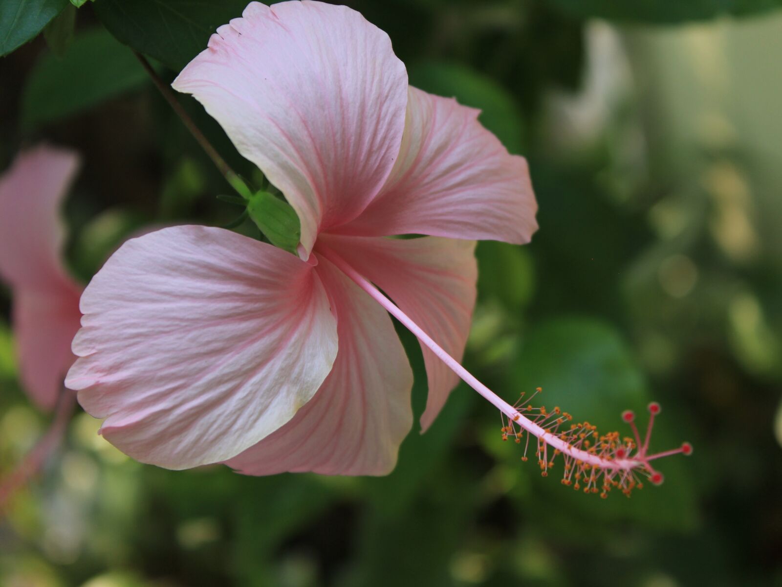 Canon EOS 600D (Rebel EOS T3i / EOS Kiss X5) sample photo. Flowers, comfortable, pink photography
