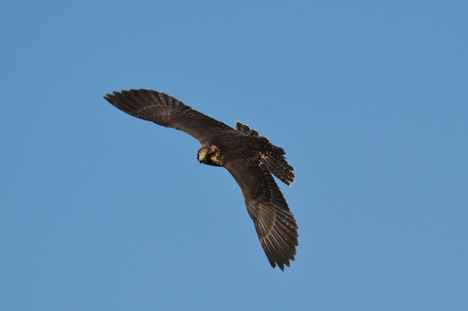 Nikon D3200 sample photo. Falcon, wildpark poing, flight photography